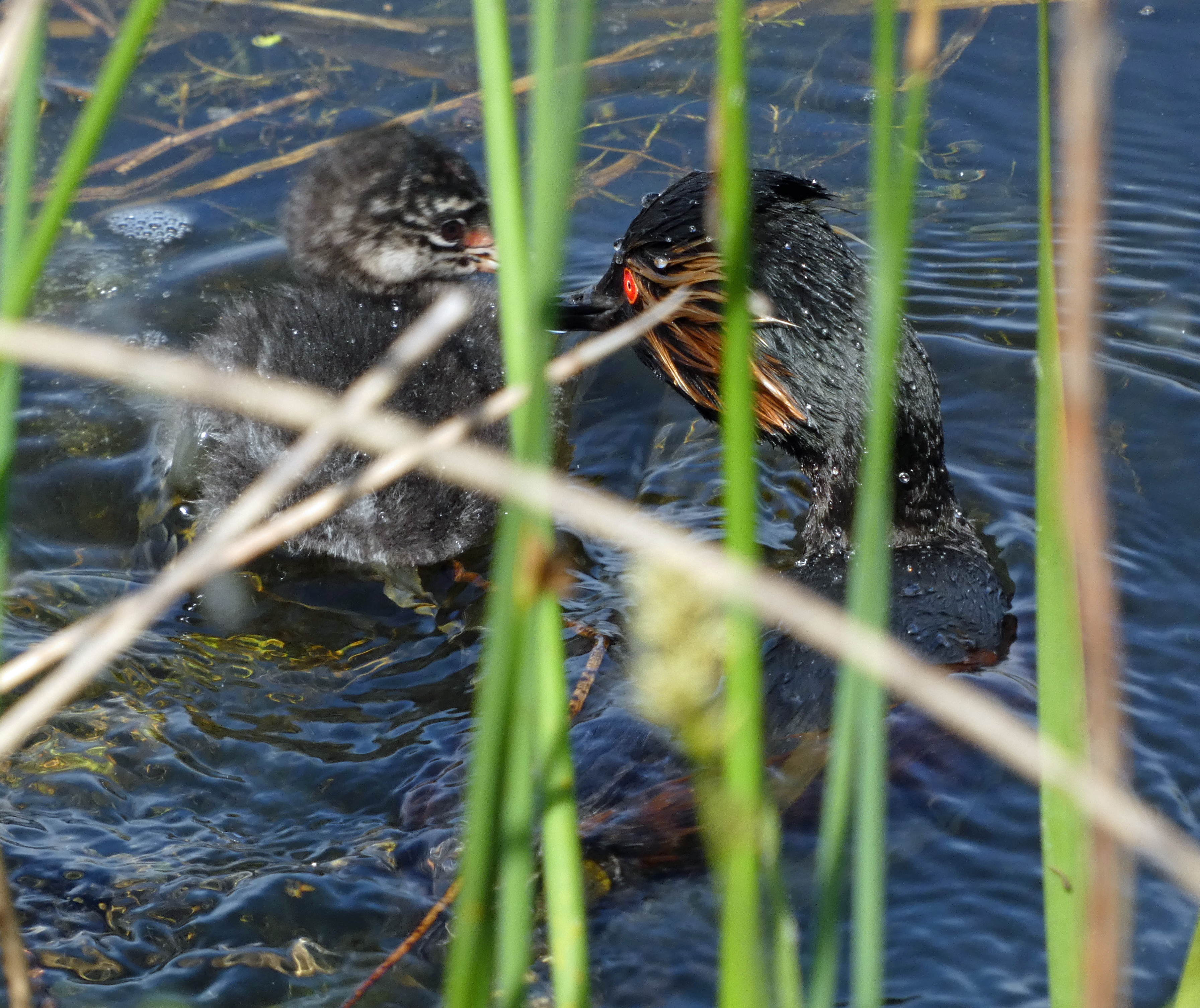 Black-necked Grebe and Chick, St Aidan's RSPB, 23rd May 2023