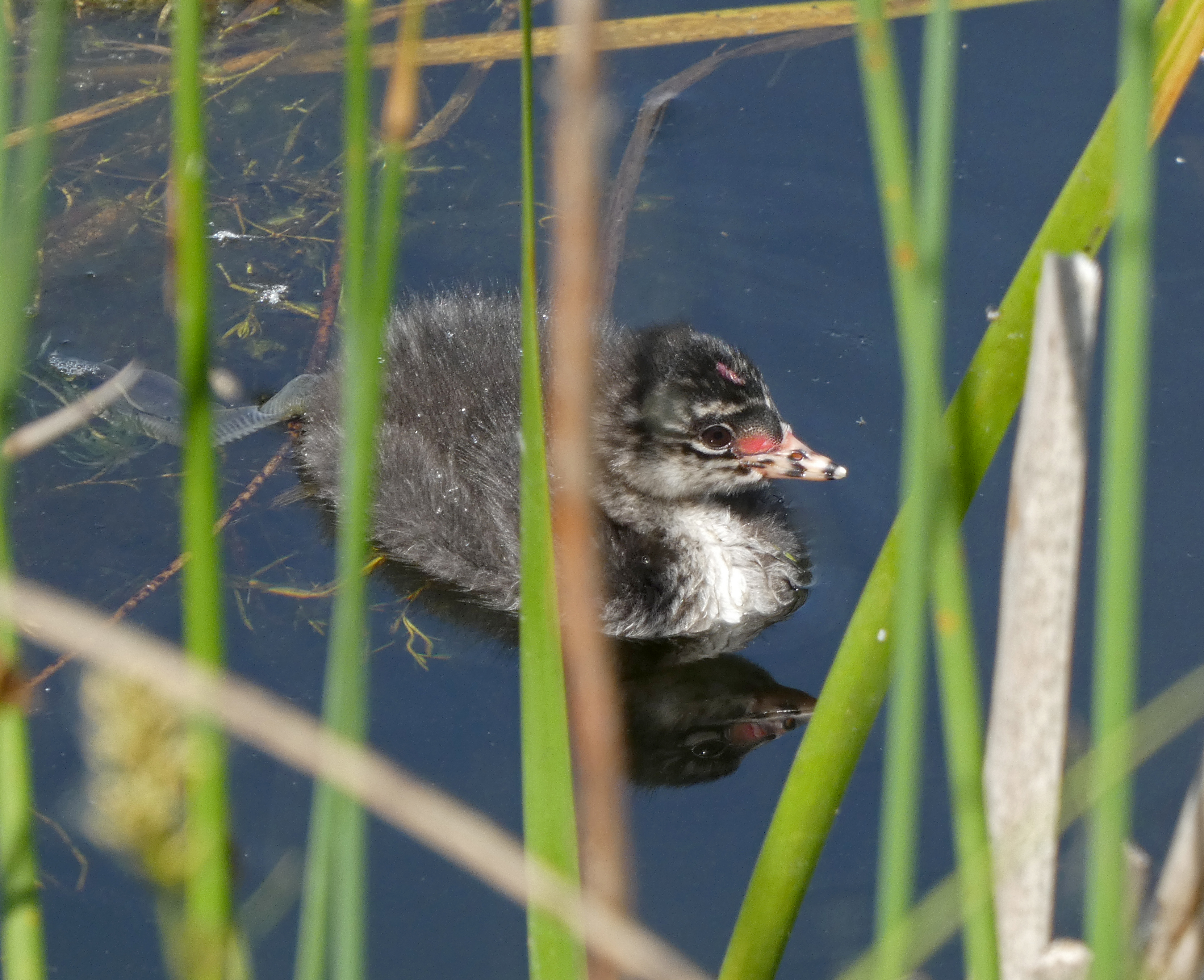 Black-necked Grebe Chick, St Aidan's RSPB, 23rd May 2023