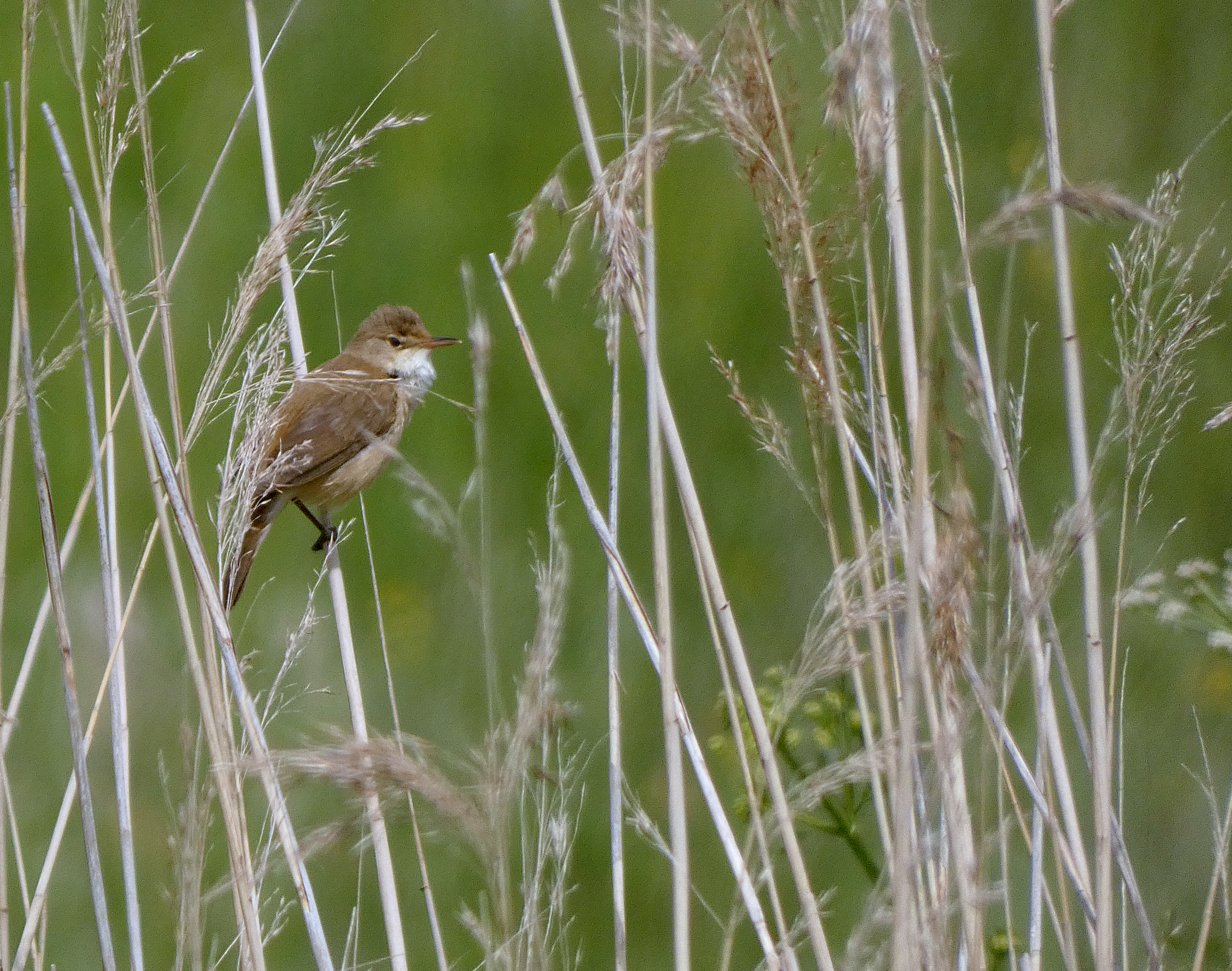 Reed Warbler, St Aidan's RSPB, 23rd May 2023
