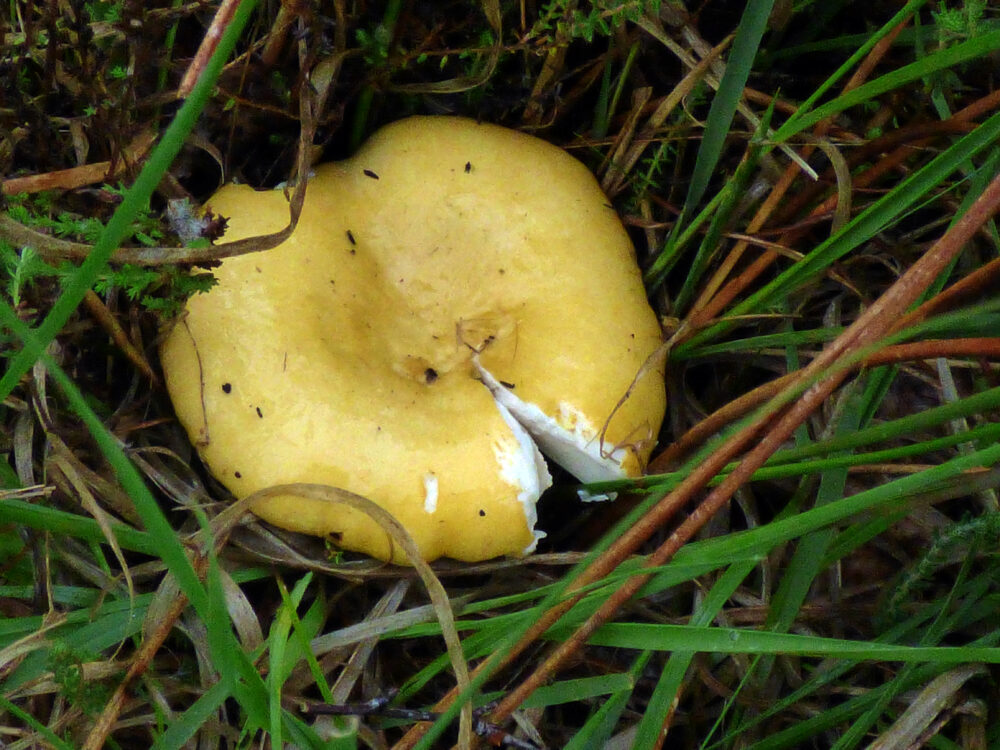 Yellow Swamp Brittlegill