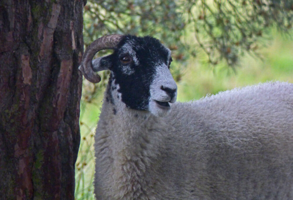 Sheep on Strensall Common