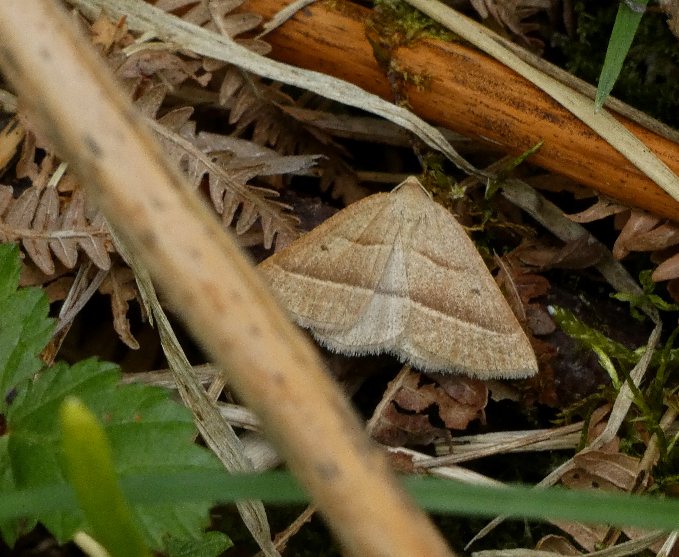 Brown Silver-line Moth, Grass Wood, 30th May 2023