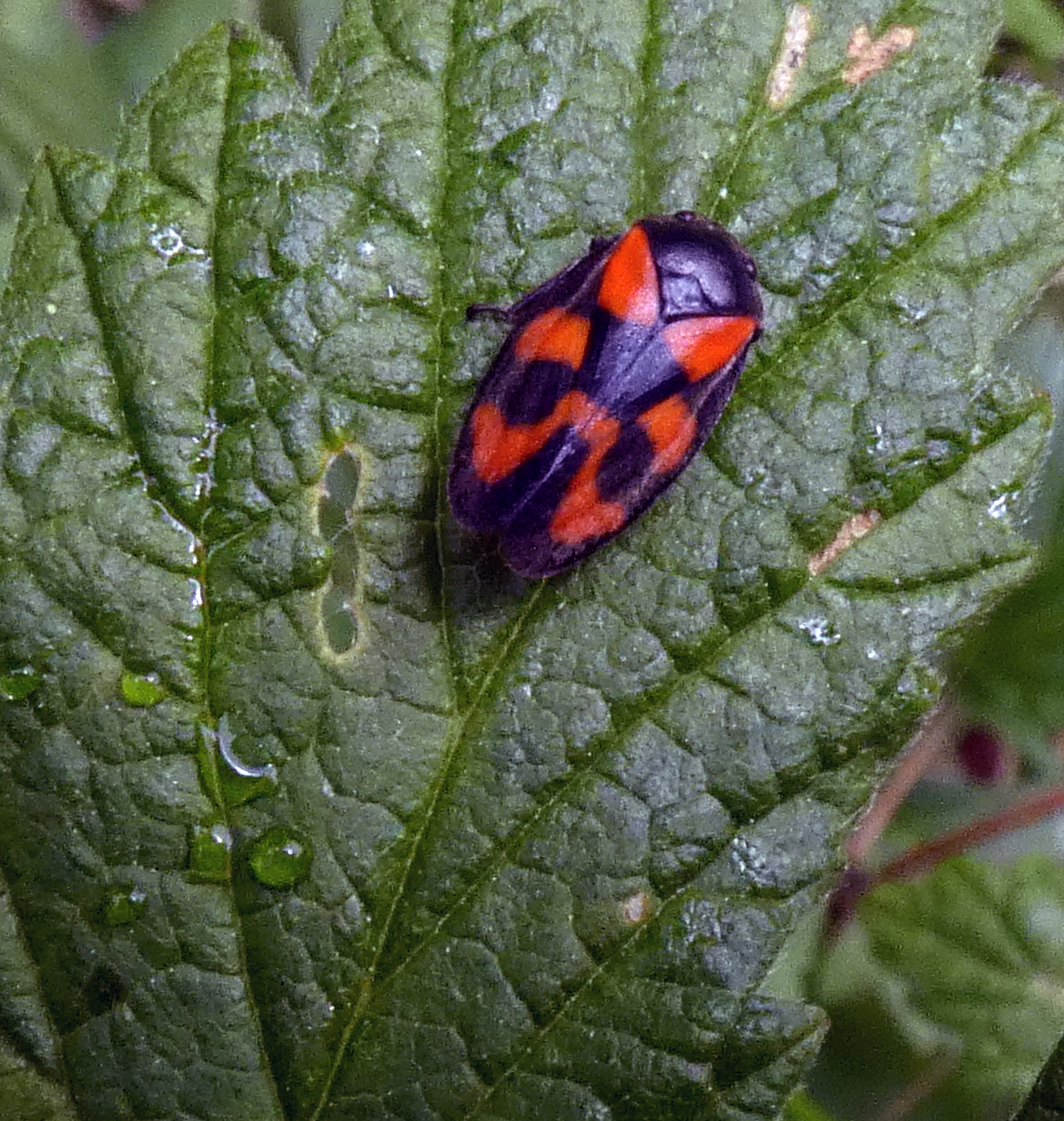 Froghopper, Grass Wood, 30th May 2023