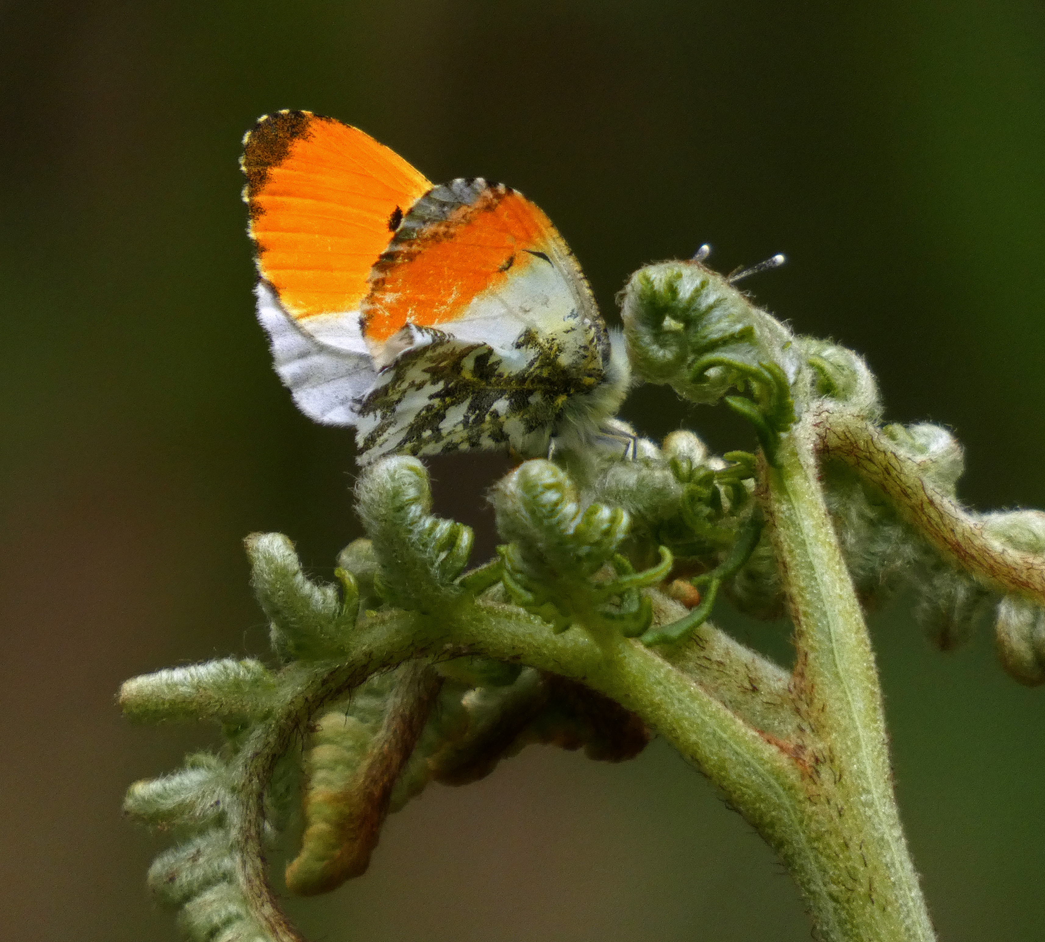 Orange-tip Butterfly, Grass Wood, 30th May 2023