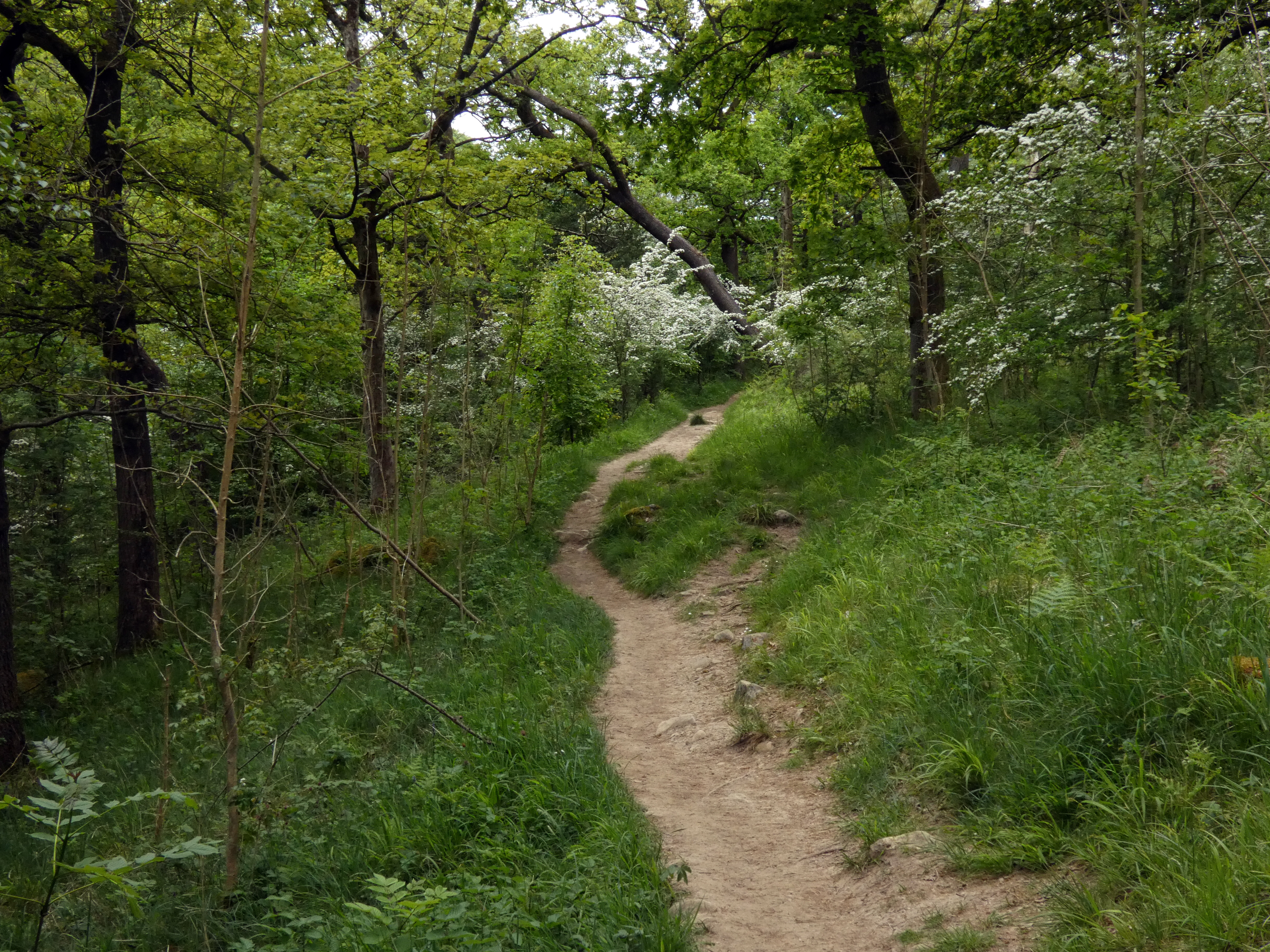 Woodland Path, Grass Wood, 30th May 2023