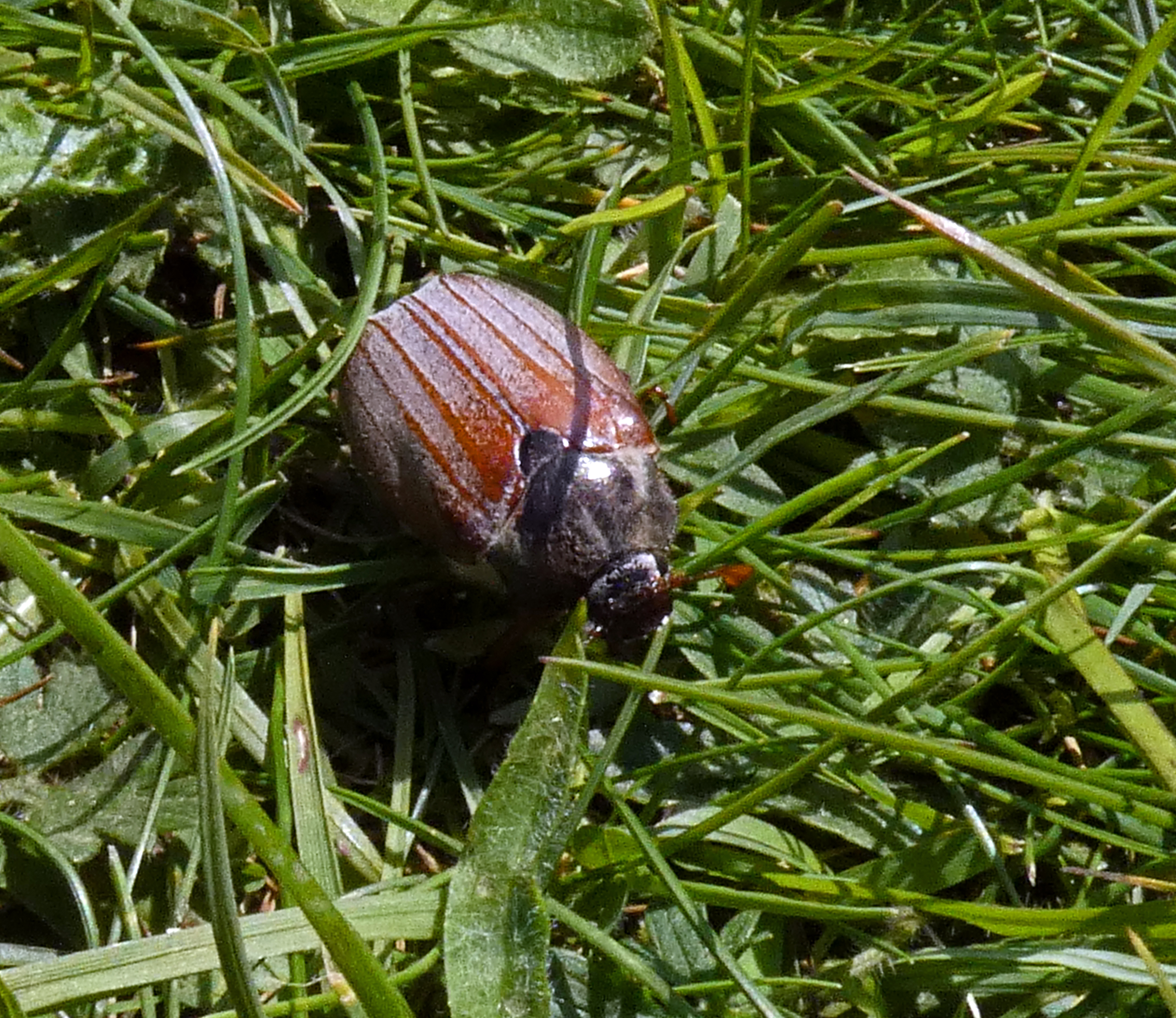 Cockchafer Beetle, Grass Wood, 30th May 2023