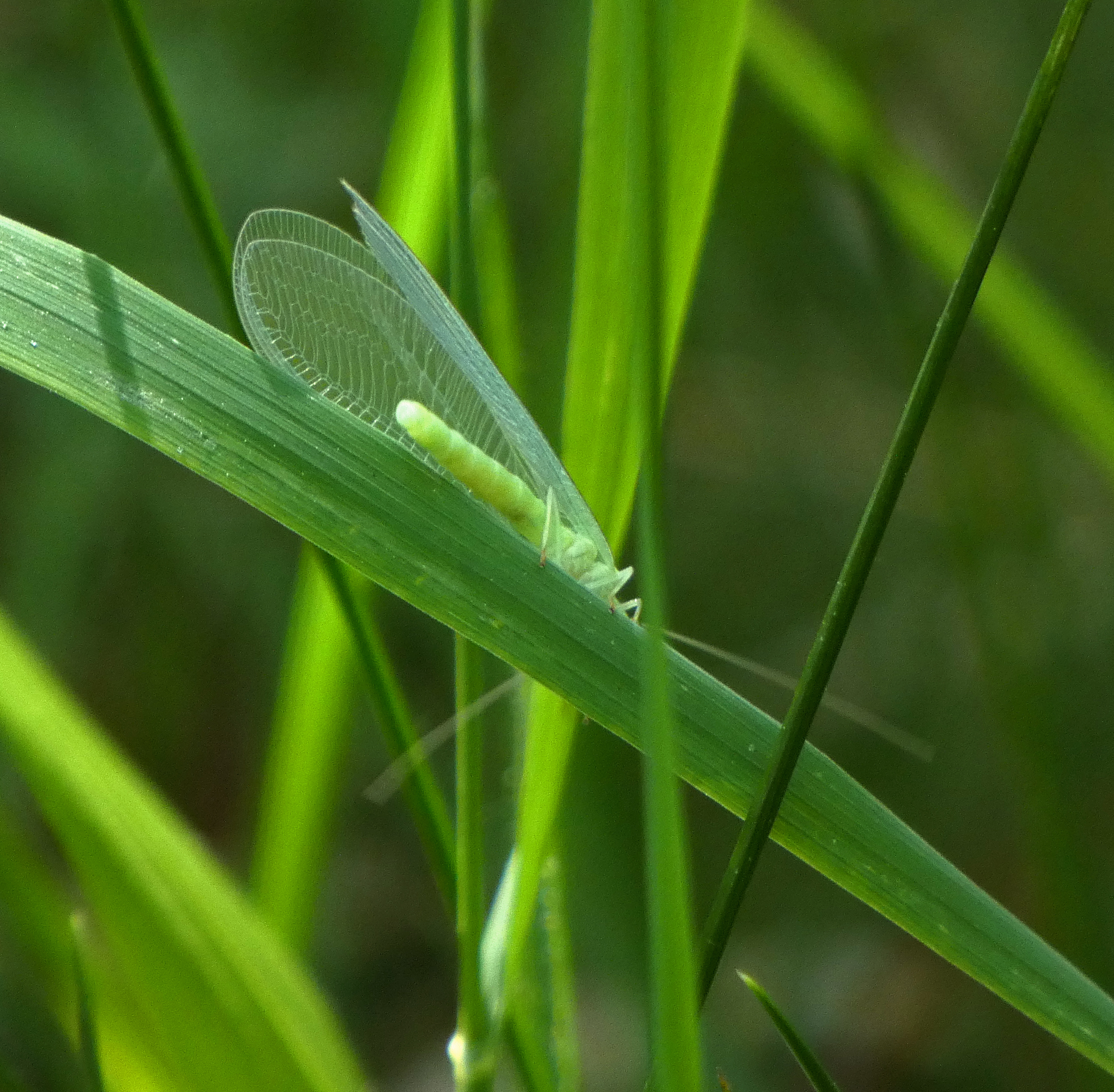 Lacewing, Grass Wood, 30th May 2023