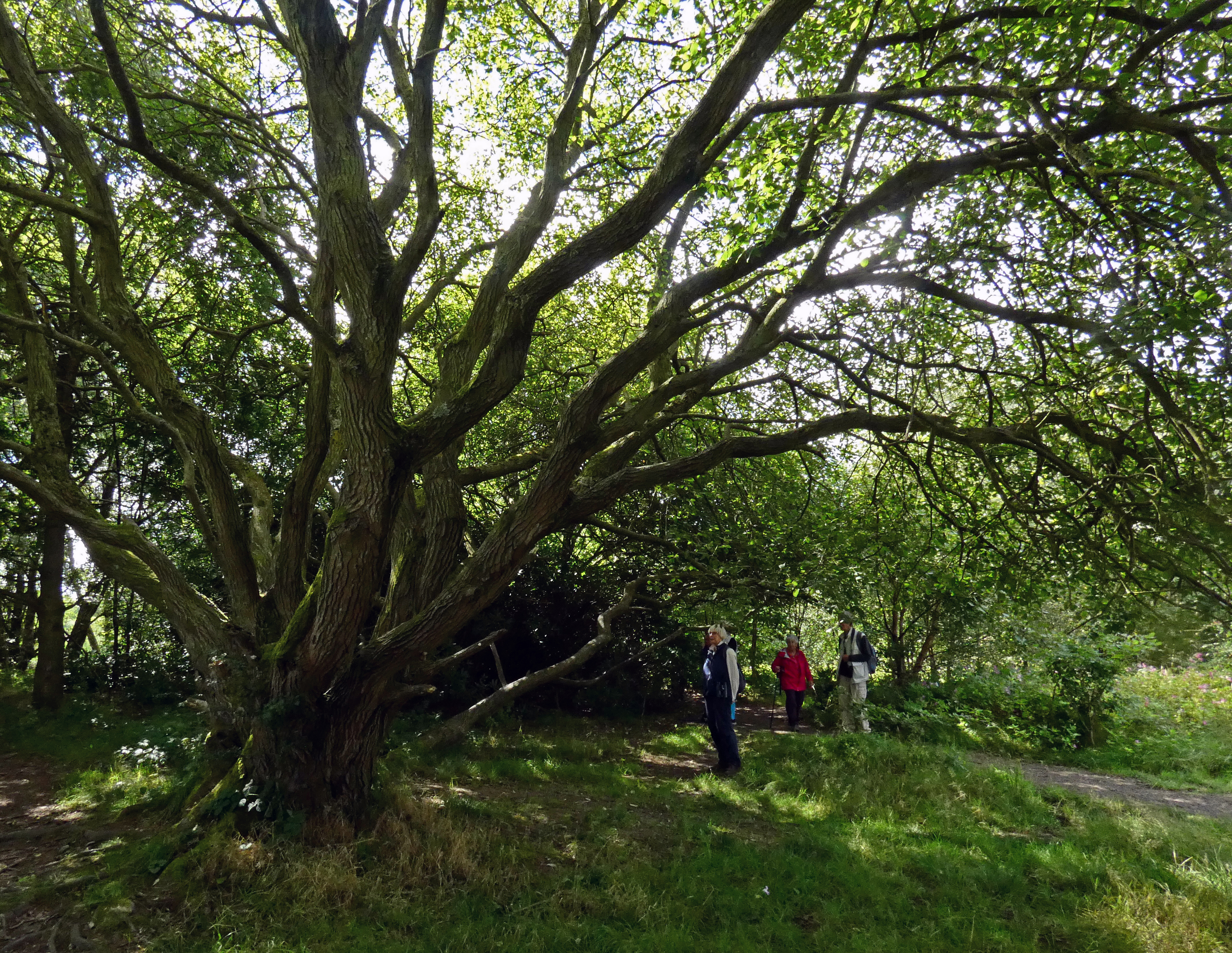Majestic Tree, Otley Chevin, 22nd August 2023