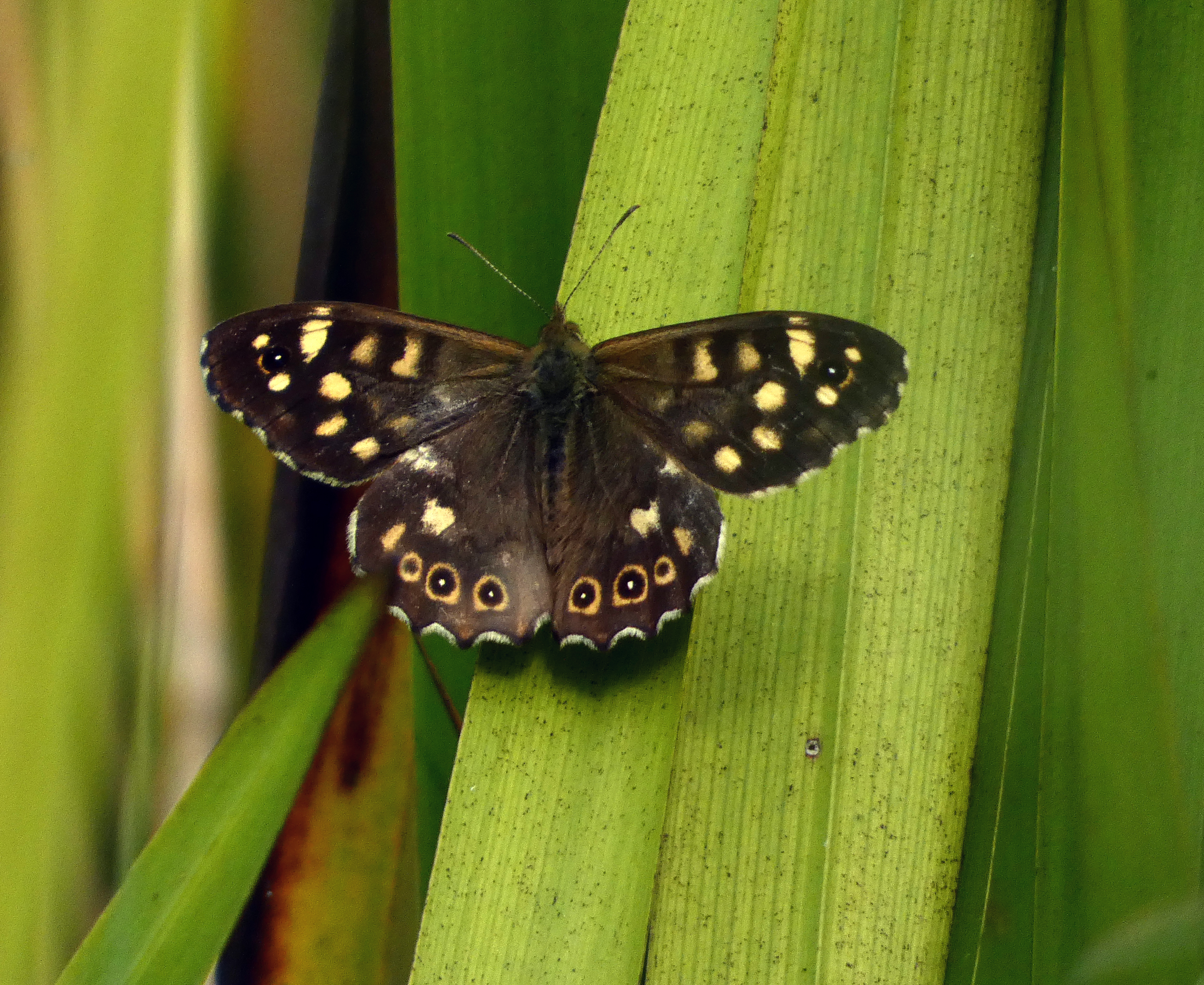 Speckled Wood, Caring For Life, 22nd August 2023