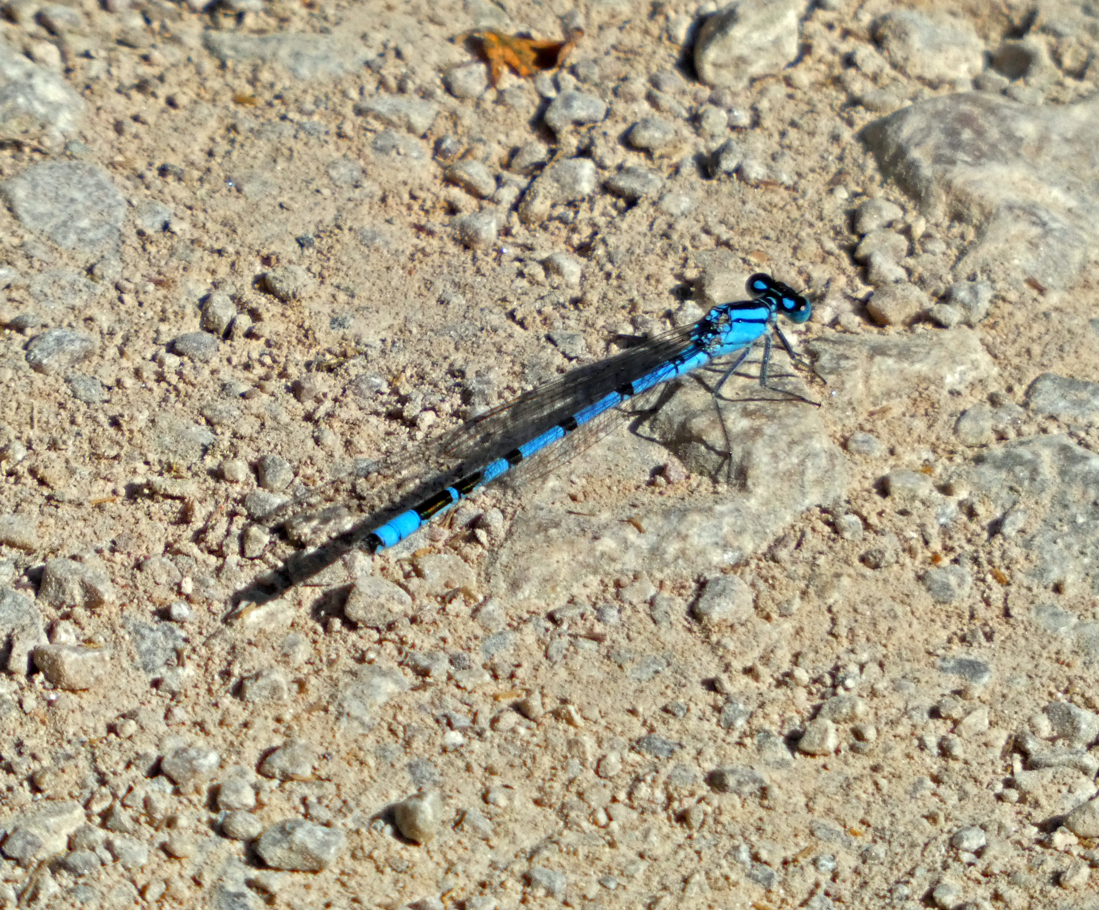 Common Blue Damselfly, Leighton Moss, 5th September 2023