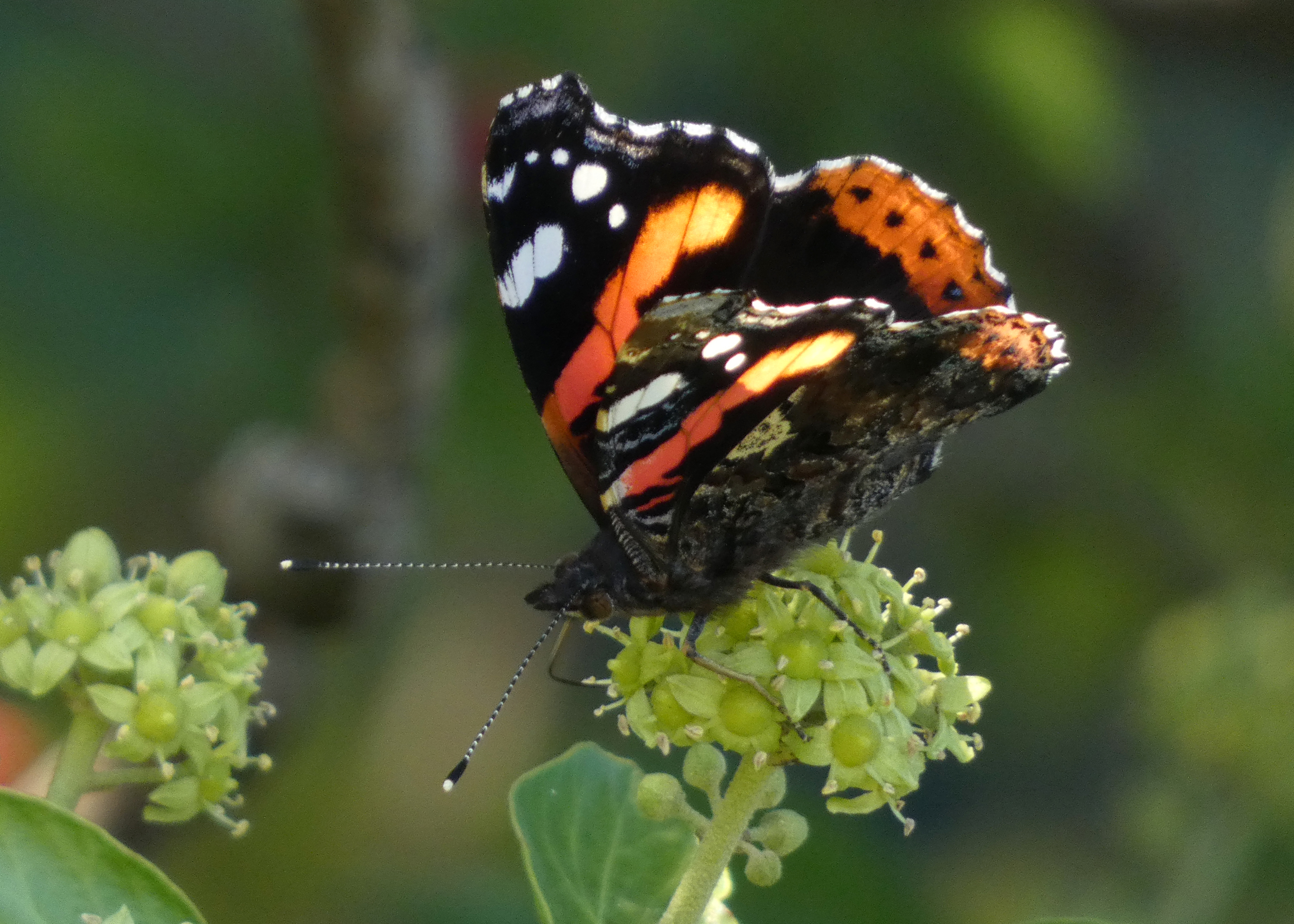Red Admiral, Leighton Moss, 5th September 2023