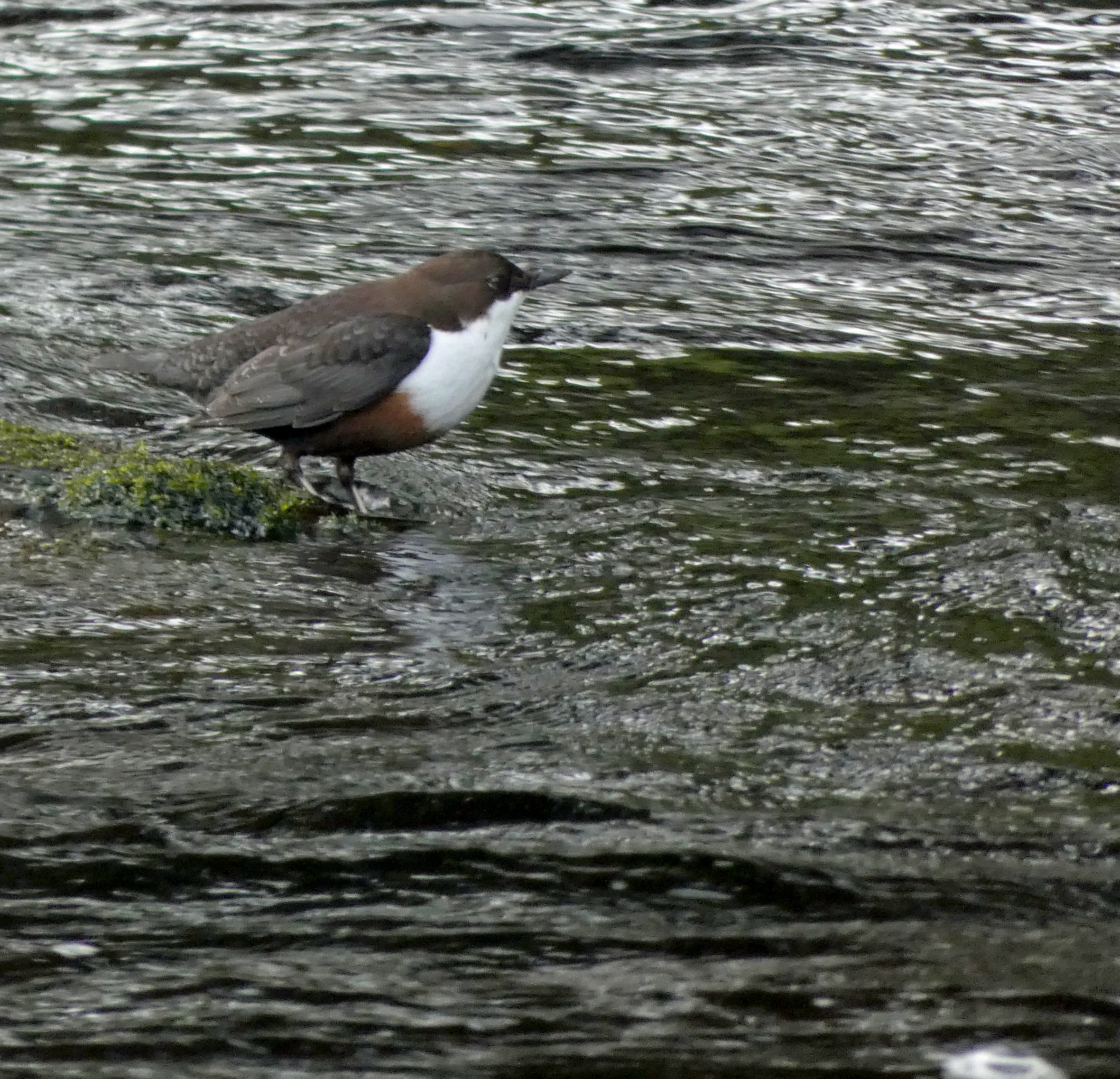 Dipper, Stainforth, 17th October 2023