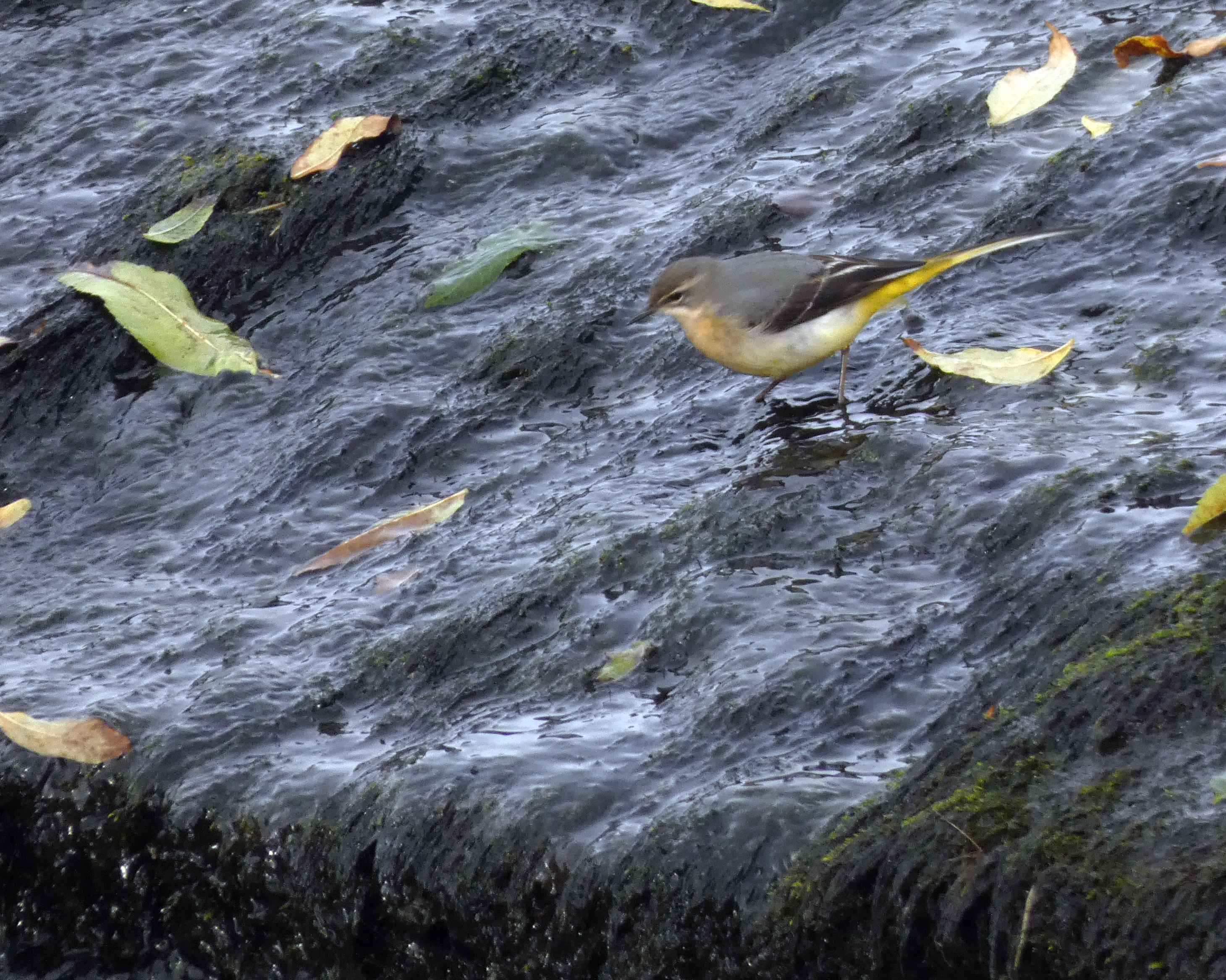 Grey Wagtail, Stainforth, 17th October 2023