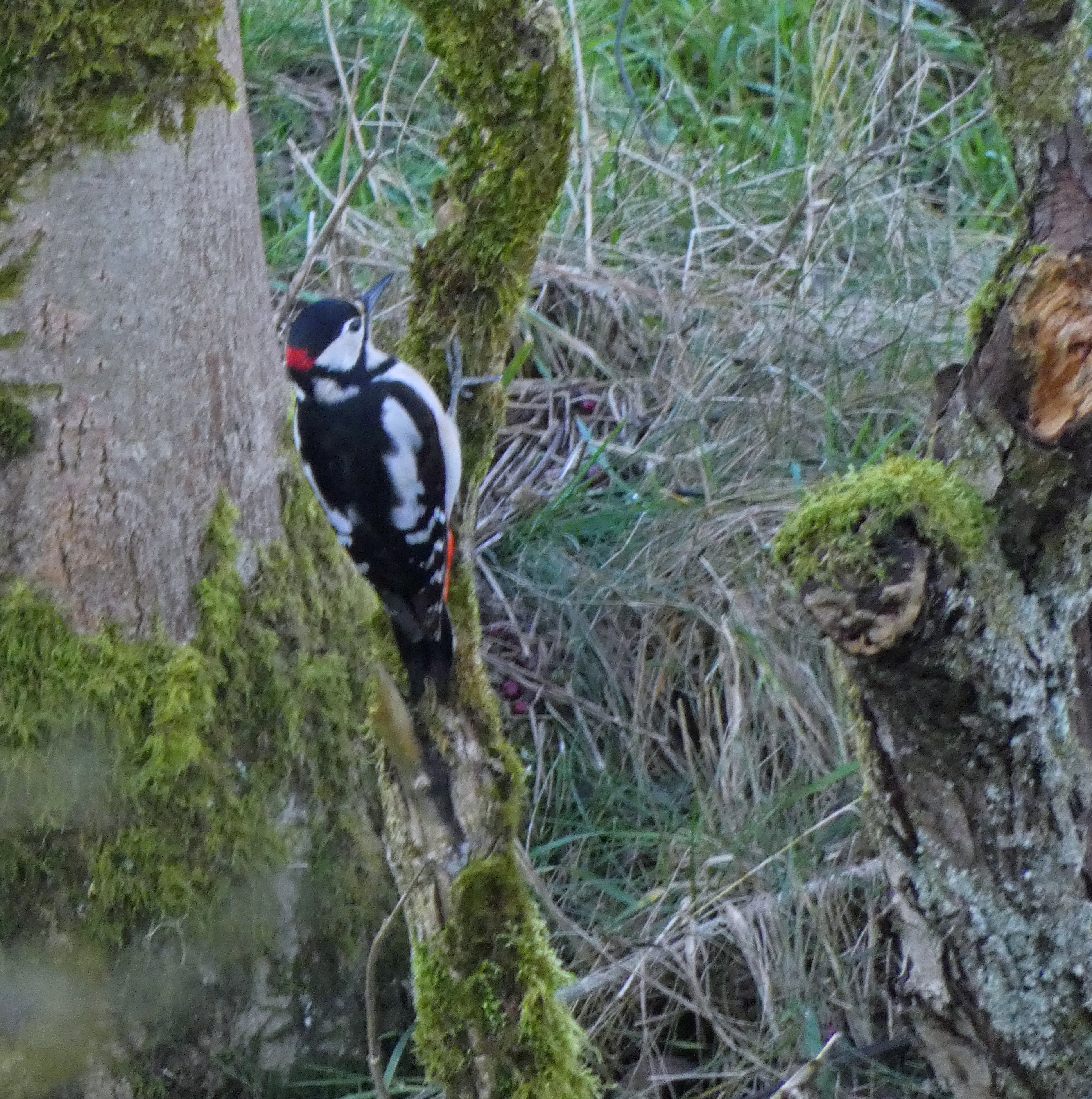 Great Spotted Woodpecker, Gargrave, 9th January 2024