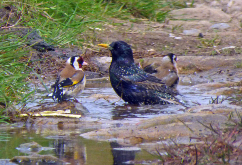 Starling and Goldfinch, Baildon 19th May