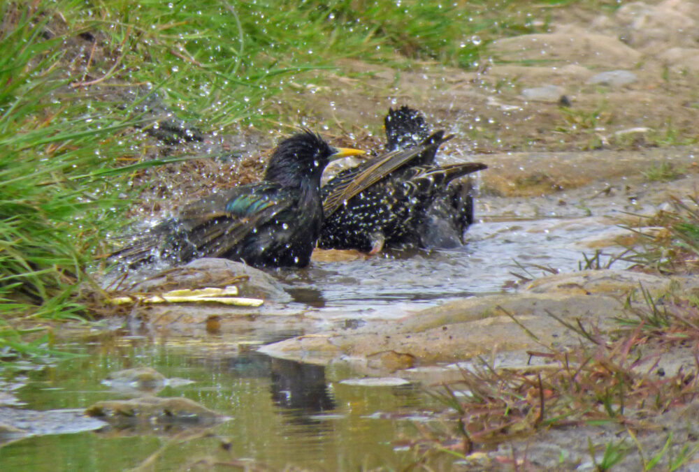 Starlings, Baildon 19th May