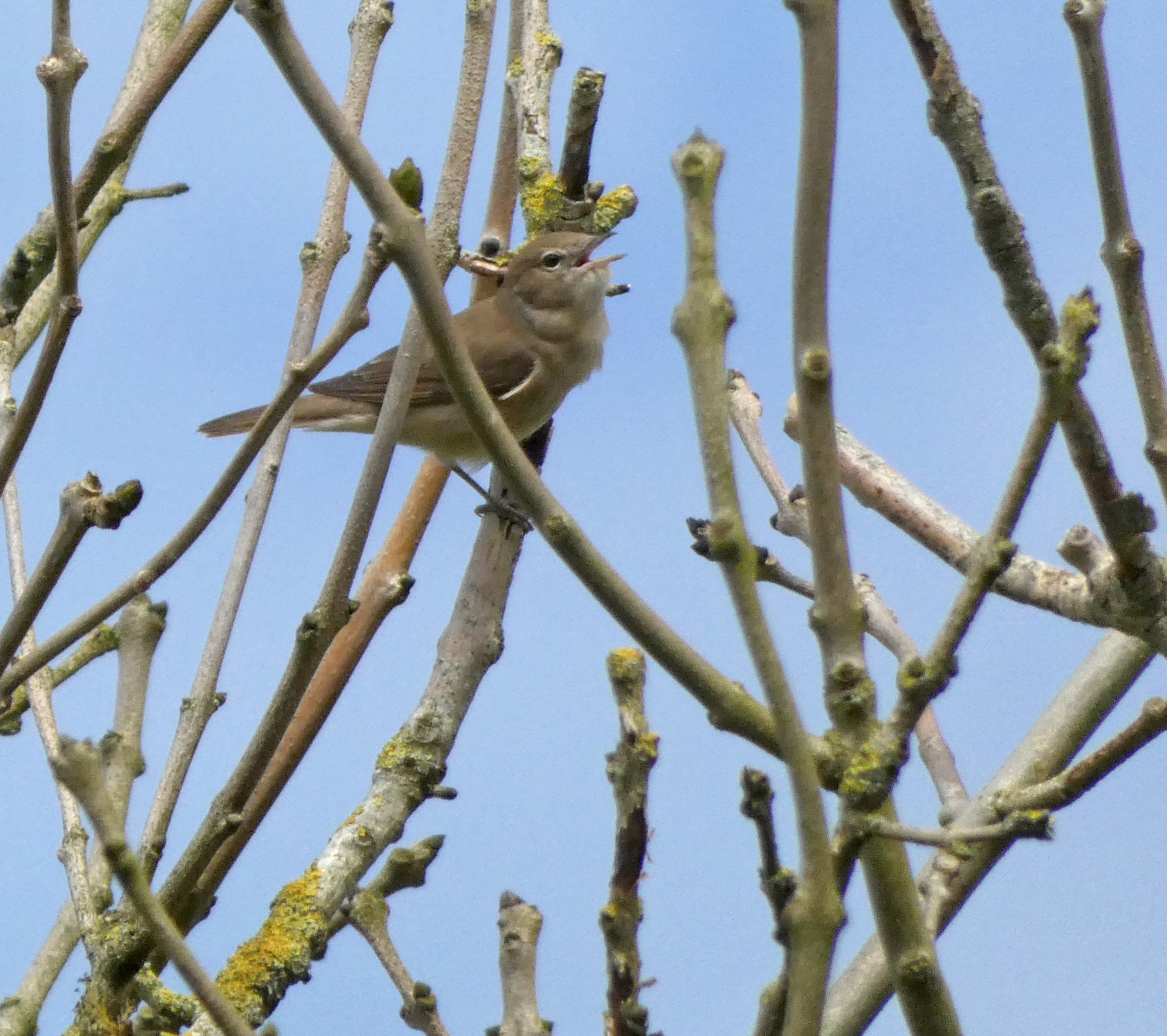 Garden Warbler, Oxenber Wood, 7th May 2024
