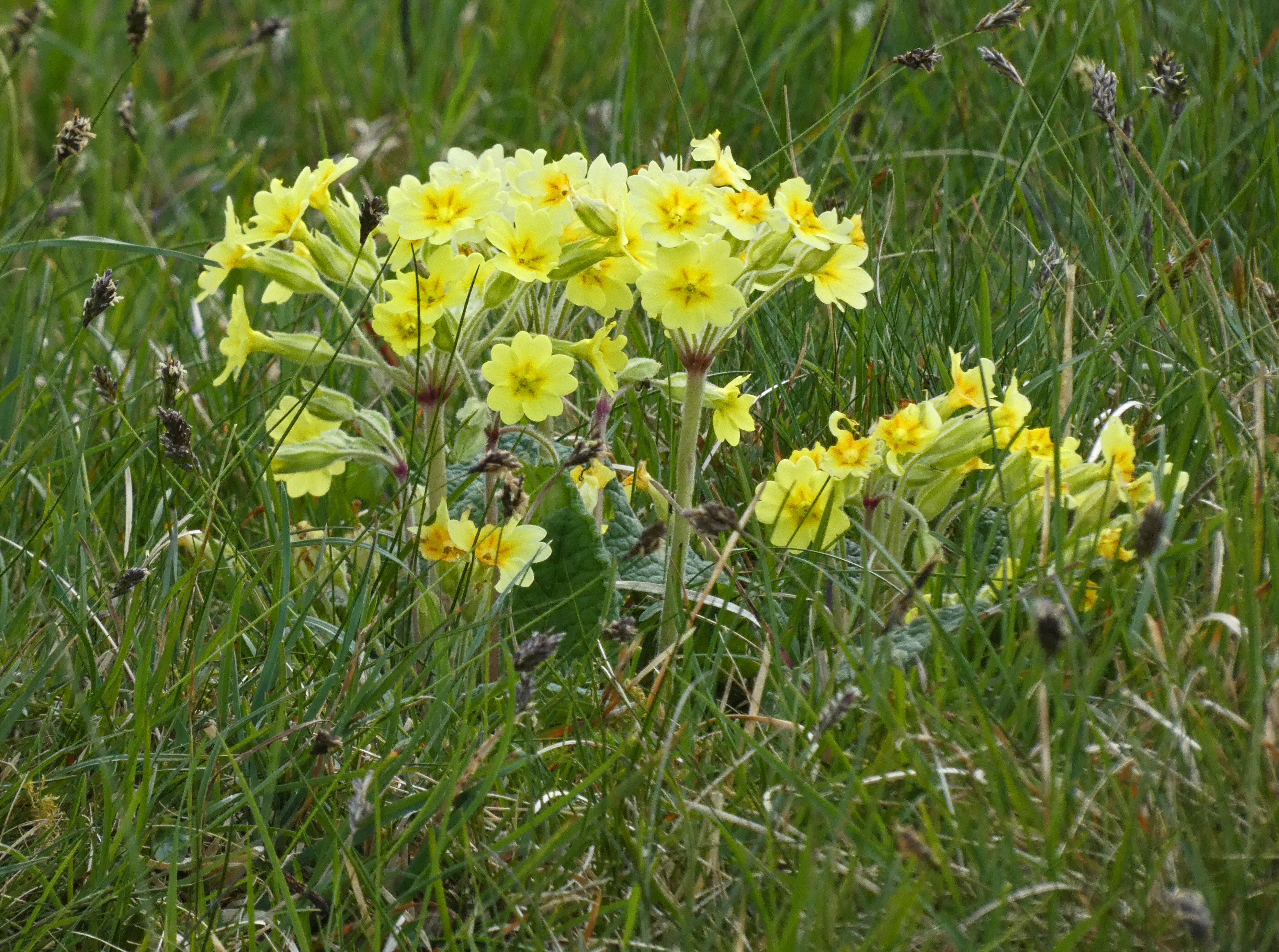 False Oxlip, Oxenber Wood, 7th May 2024