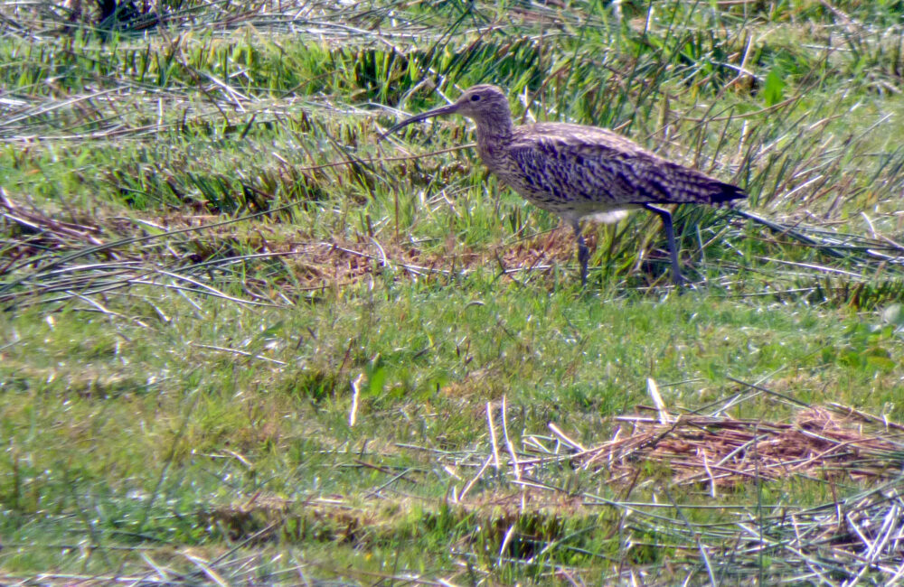 Curlew, 6th June