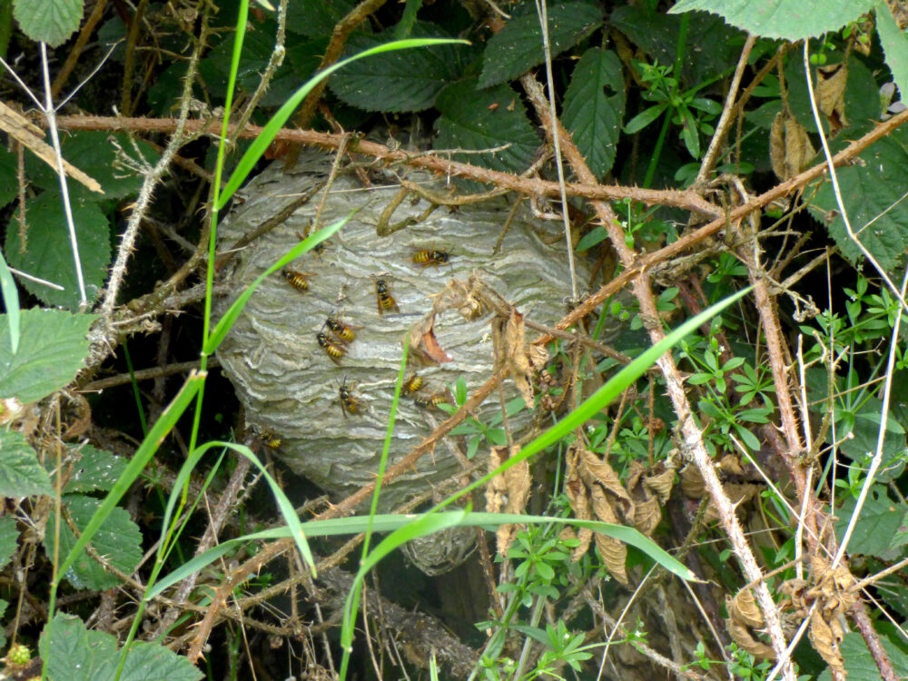 Wasp Nest, 1st July