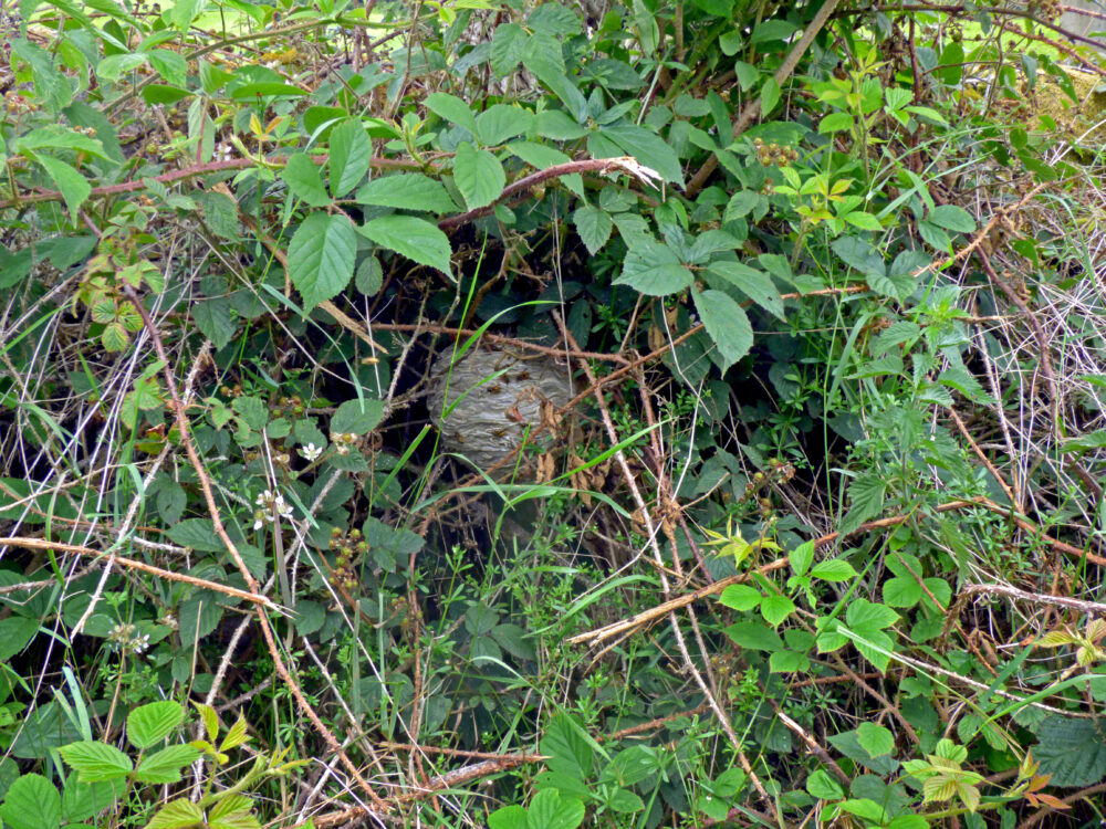Wasp Nest In Hedgerow, 1st July