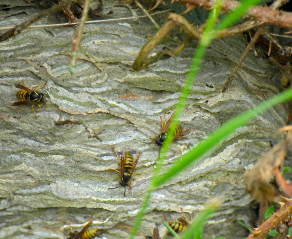 Wasp Nest Detail, 1st July