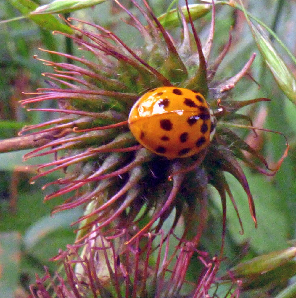 Ladybird, 1st July