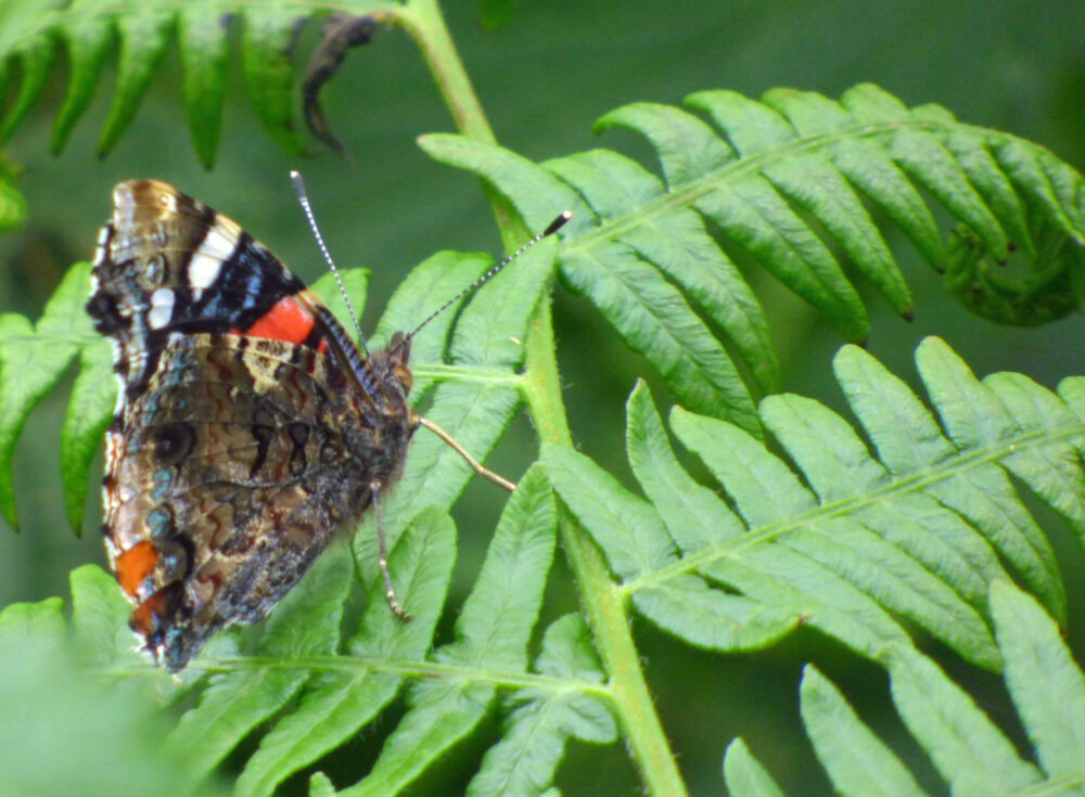 Red Admiral, 1st July