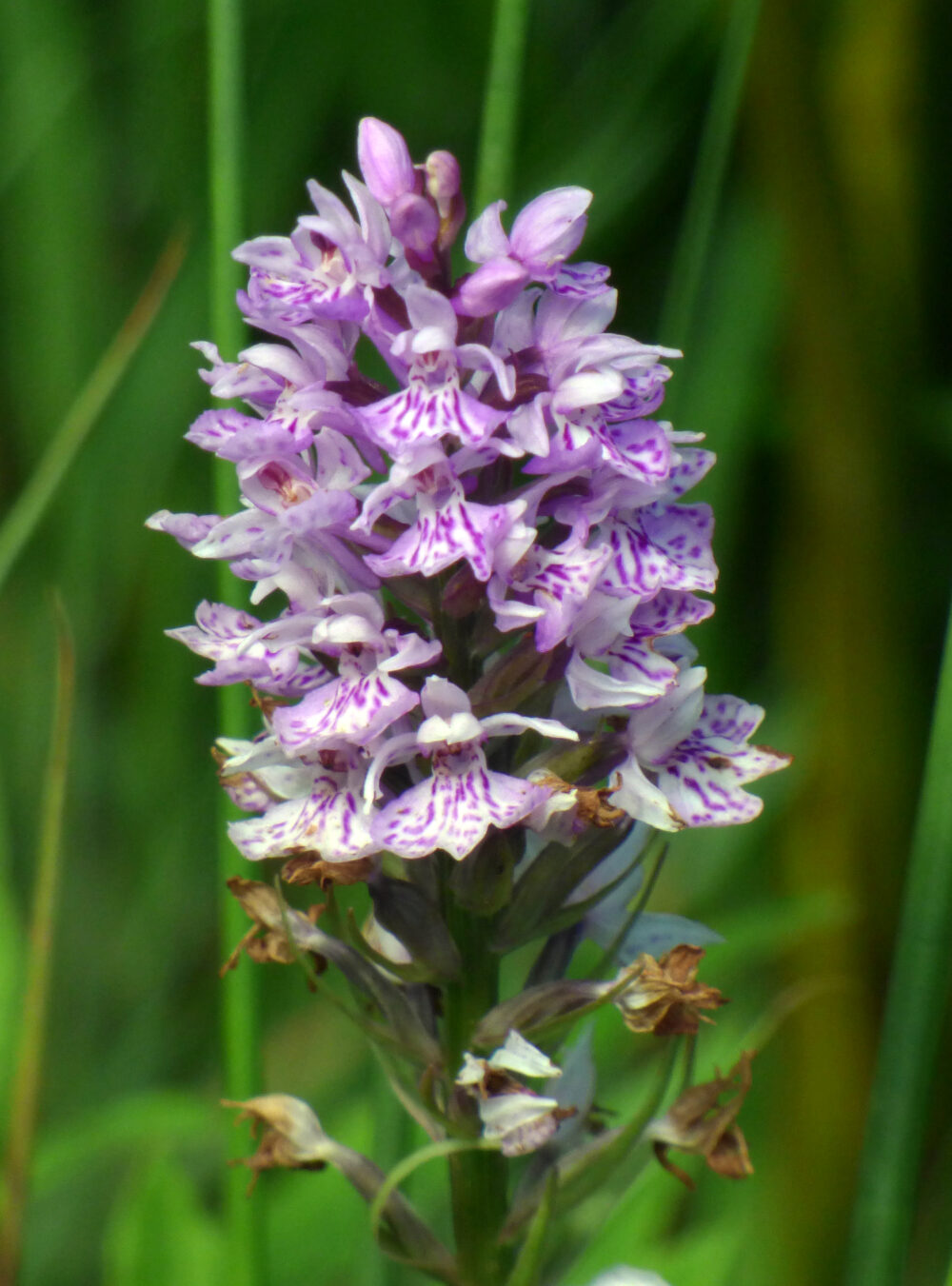 Common Spotted Orchid, 21st July, Baildon