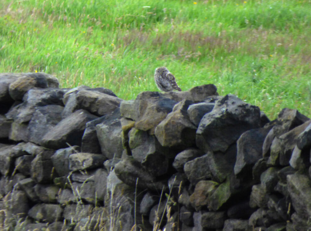 Little Owl, 21st July, Baildon