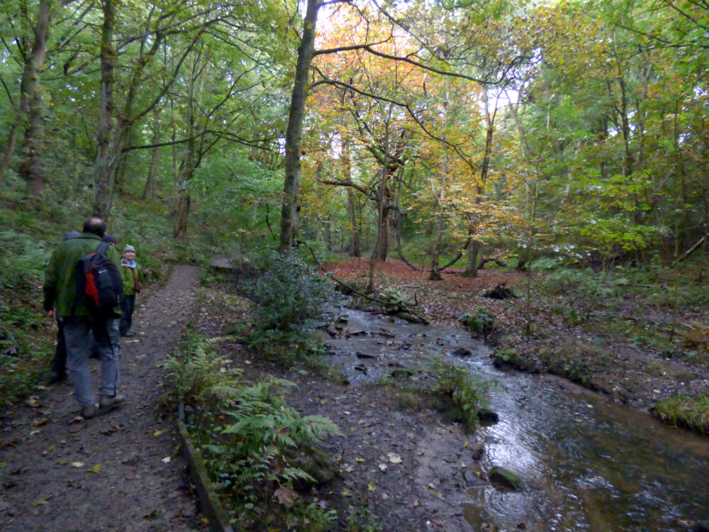 The Woods, 6th October, Heaton Woods
