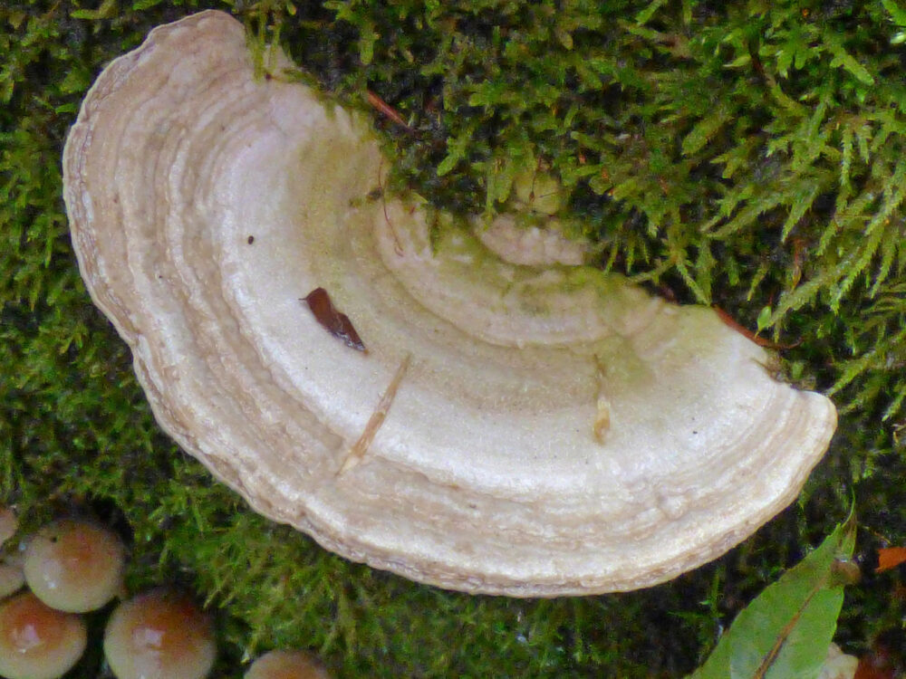 Bracket Fungus, 6th October, Heaton Woods