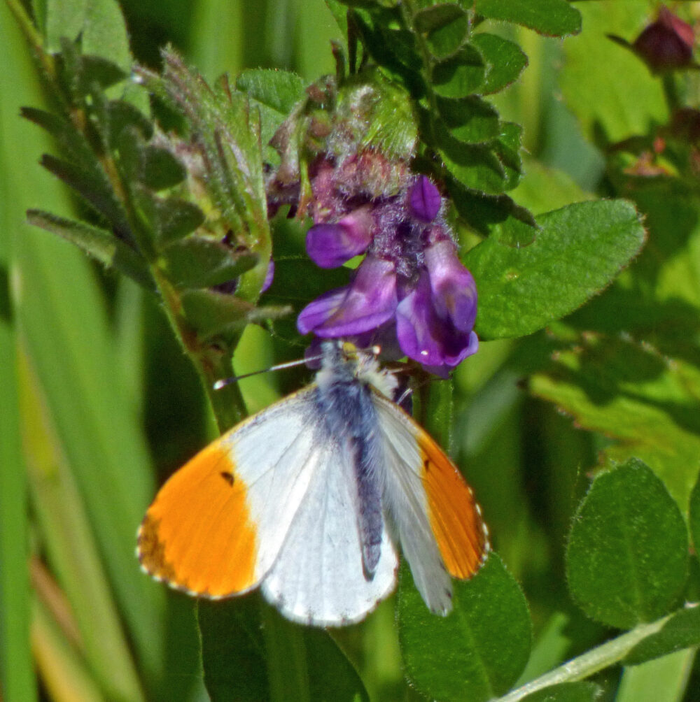 Orange Tip Butterfly, Shipley, 18th May 2021