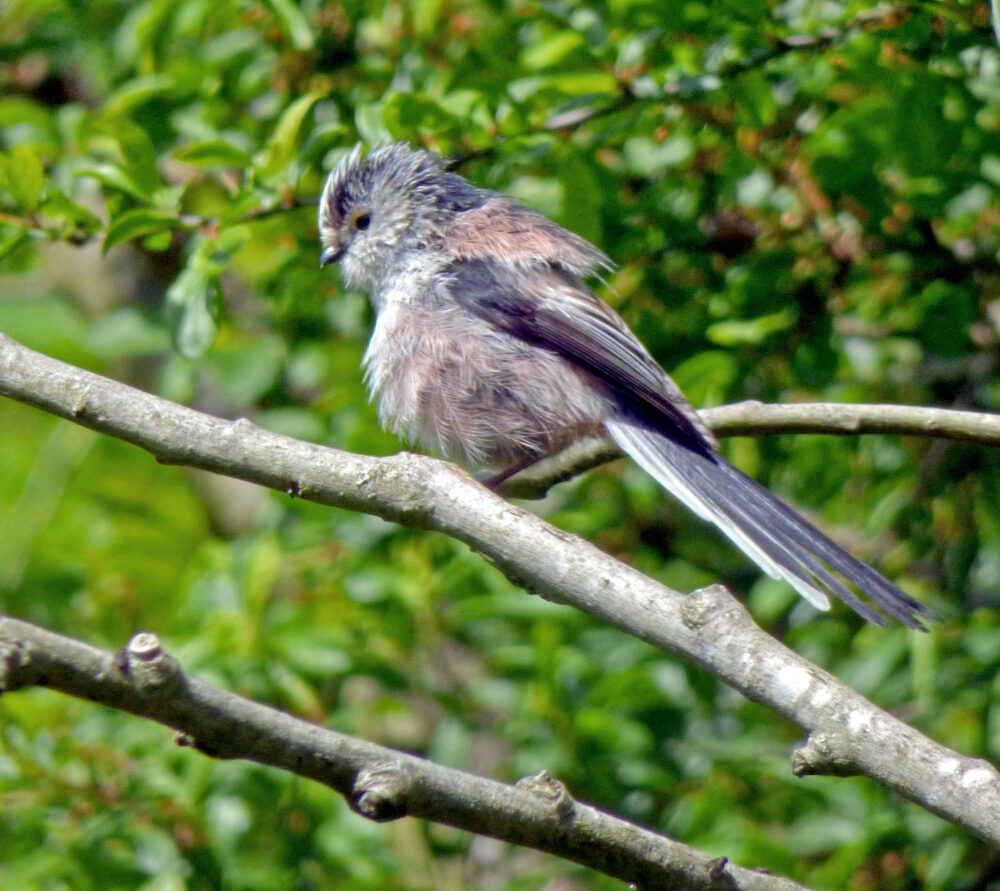 Long-tailed Tit, Shipley, 18th May 2021