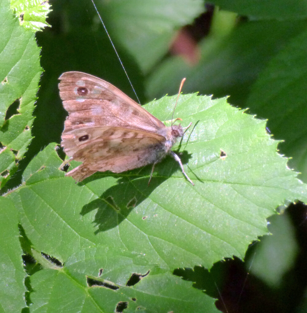 Speckled Wood, Raw Nook, 20th July 2021