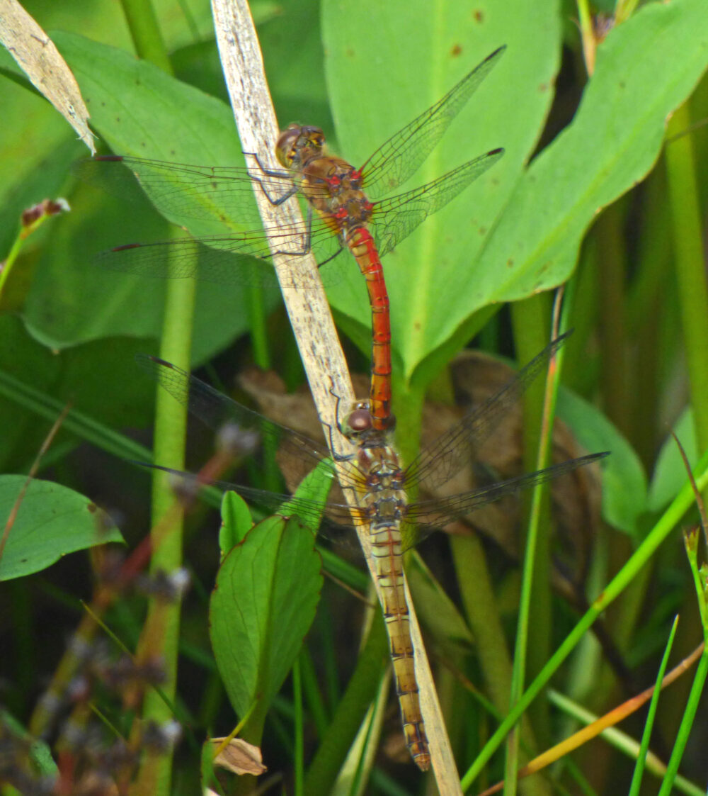 Paired Common Darters, Rodley Nature Reserve, 10th August 2021