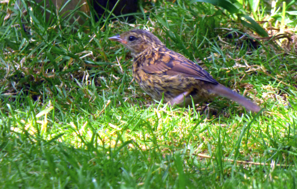 Young Dunnock?, Rodley Nature Reserve, 10th August 2021
