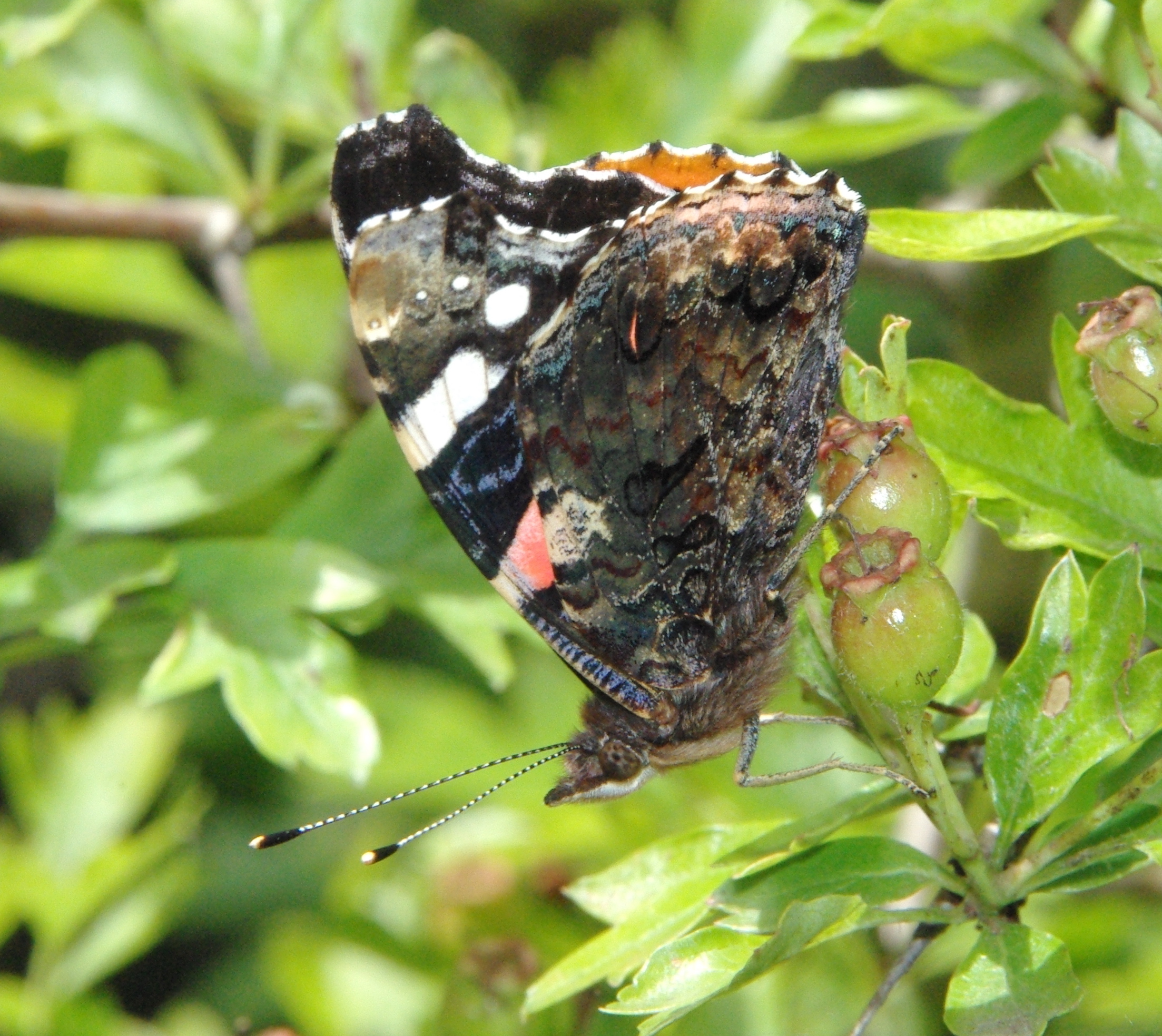 Red Admiral, Nob End, 4 July 23