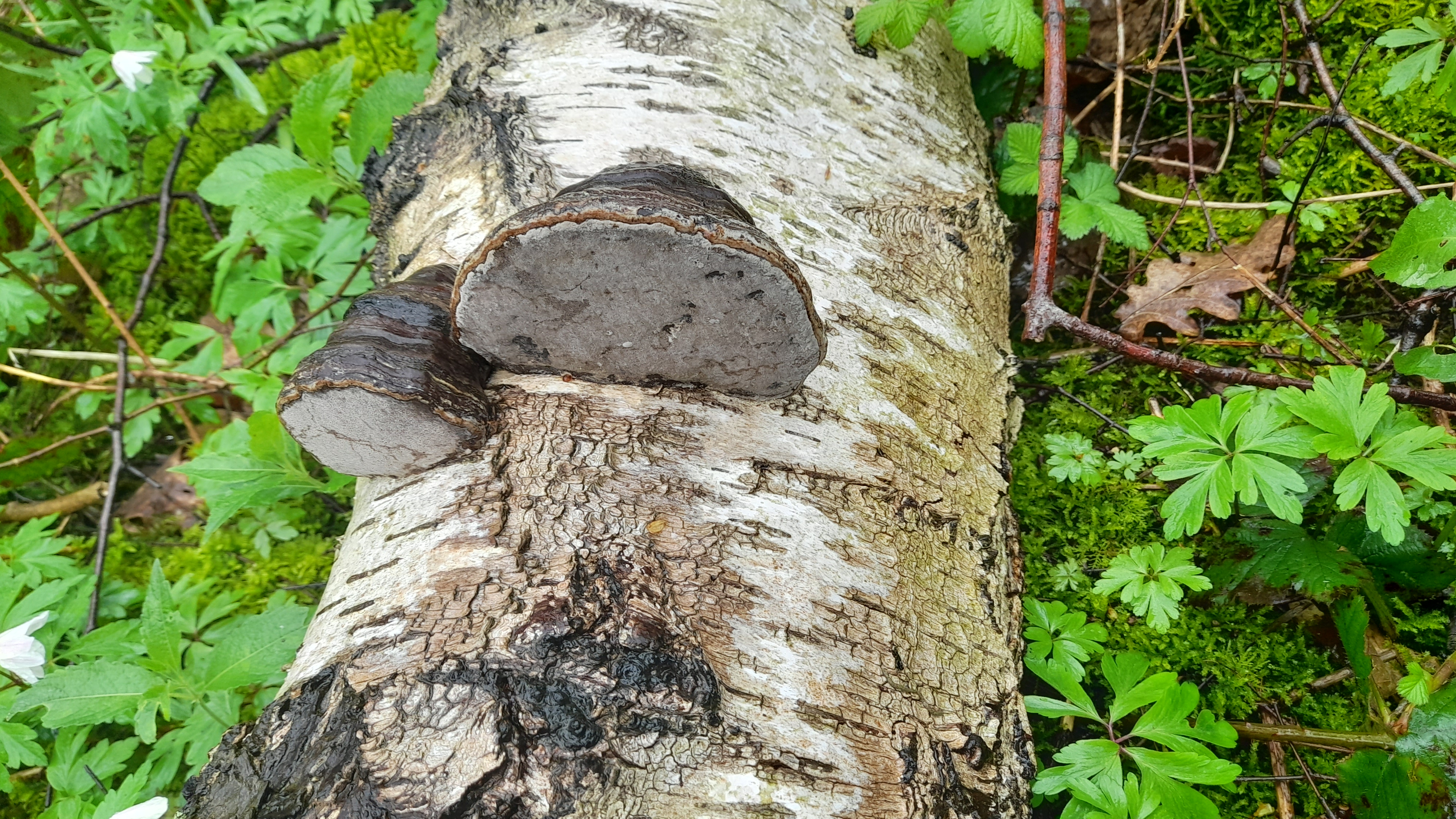 hoof fungi, on a fallen birch trunk