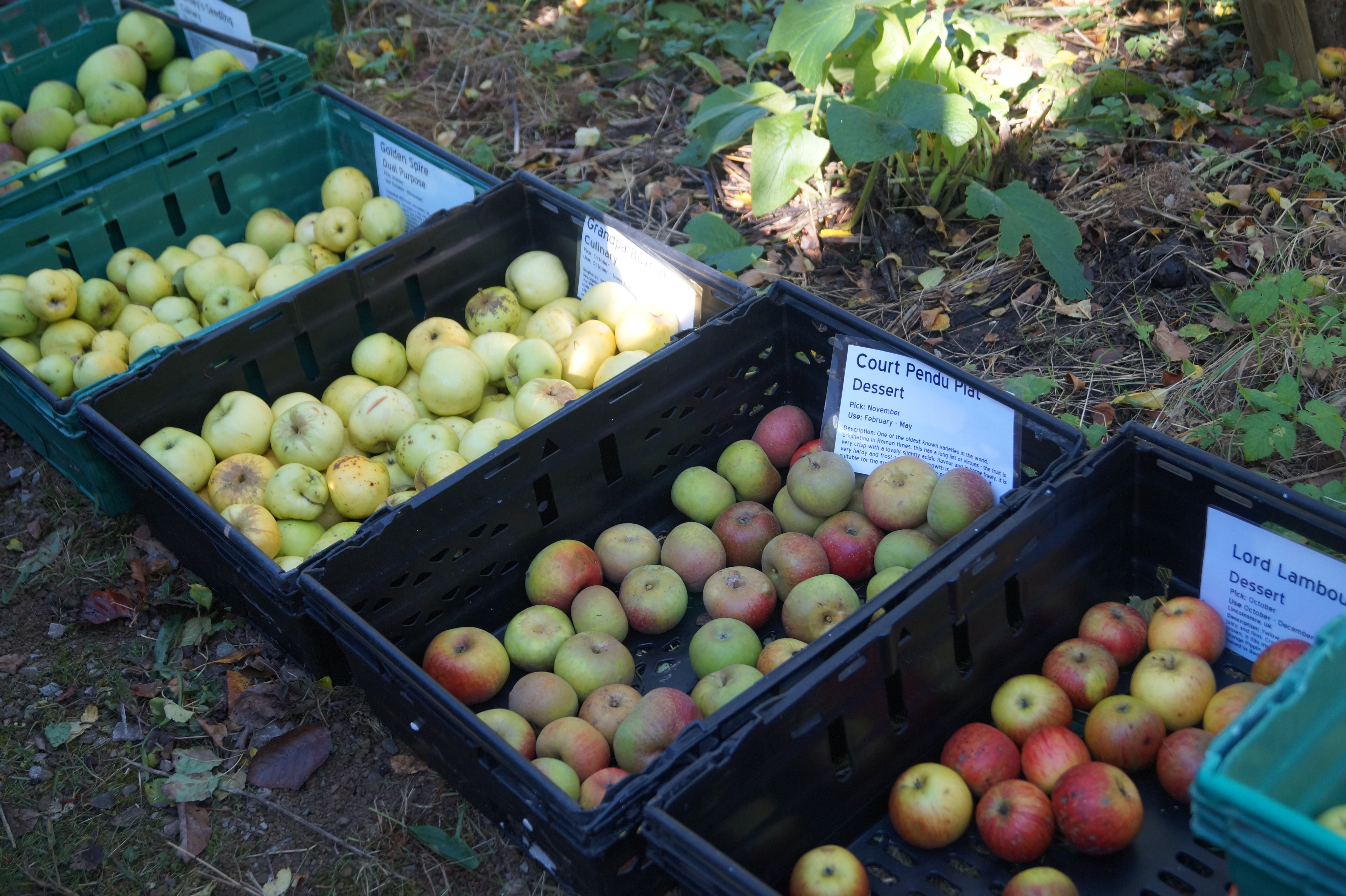 a row of five crates of different apple varieties for sale 