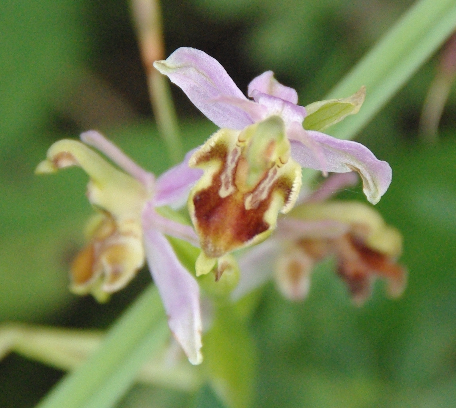 Bee Orchid (unfurling?), Nob End, 4 July 23