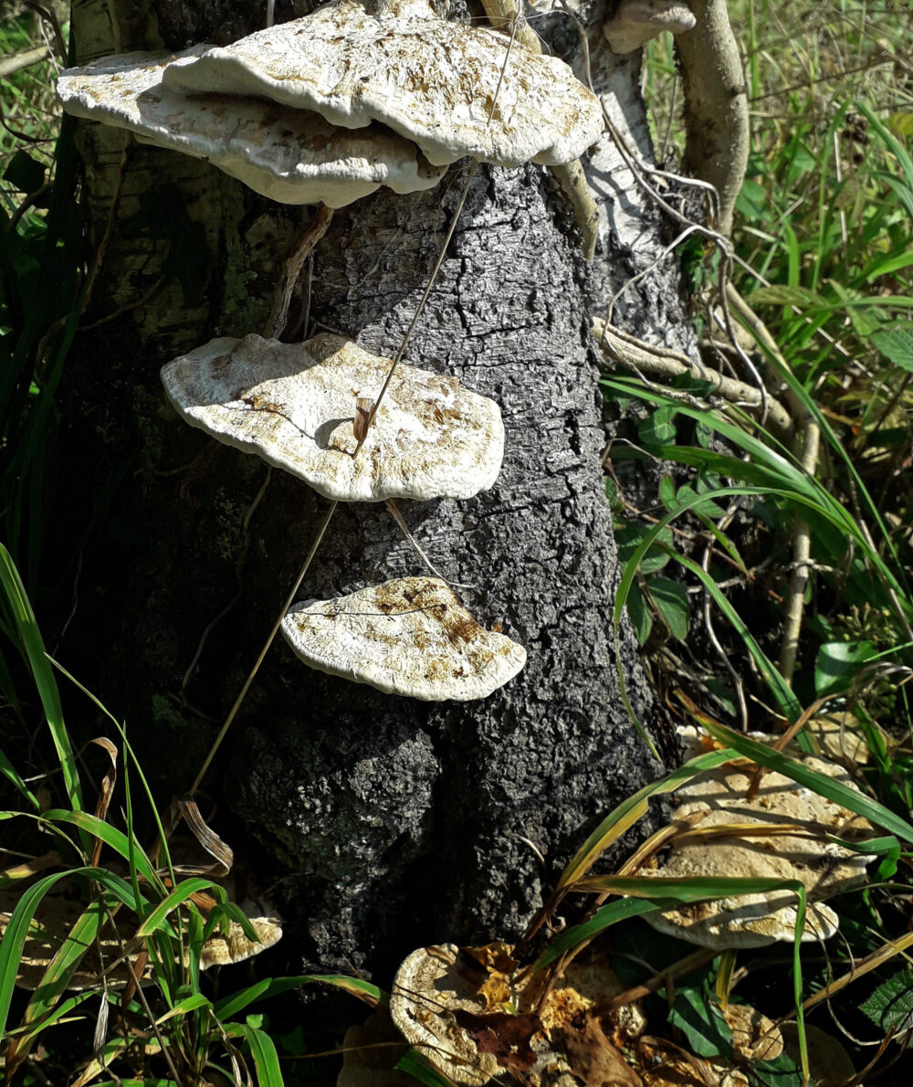 Bracket Fungi, 22nd September, Esholt