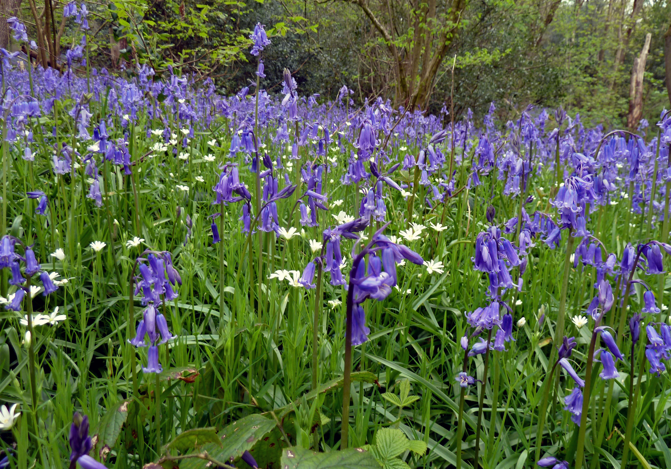 Bluebells, Middleton Woods, 2nd May 2023