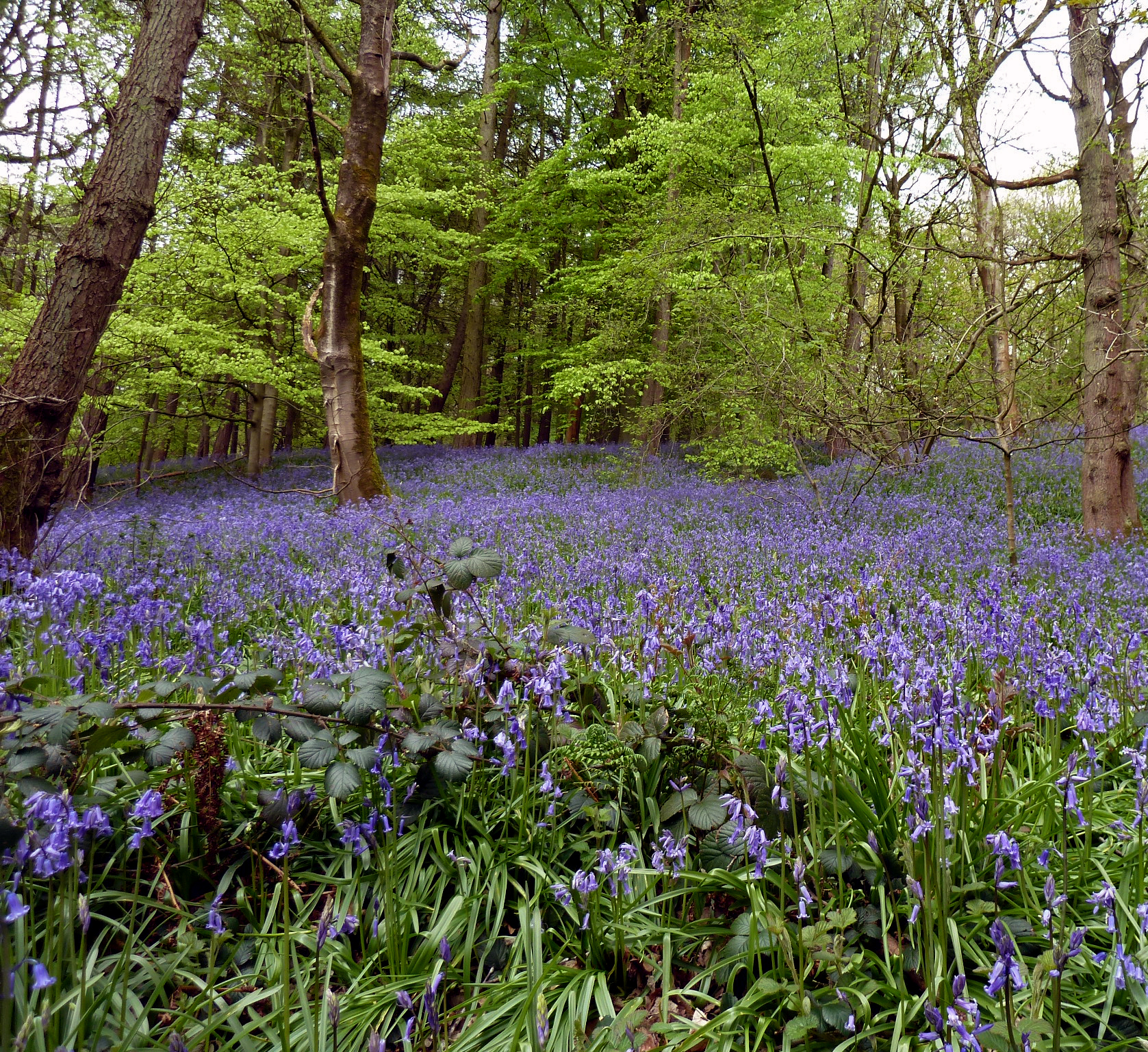 Bluebells, Middleton Woods, 2nd May 2023