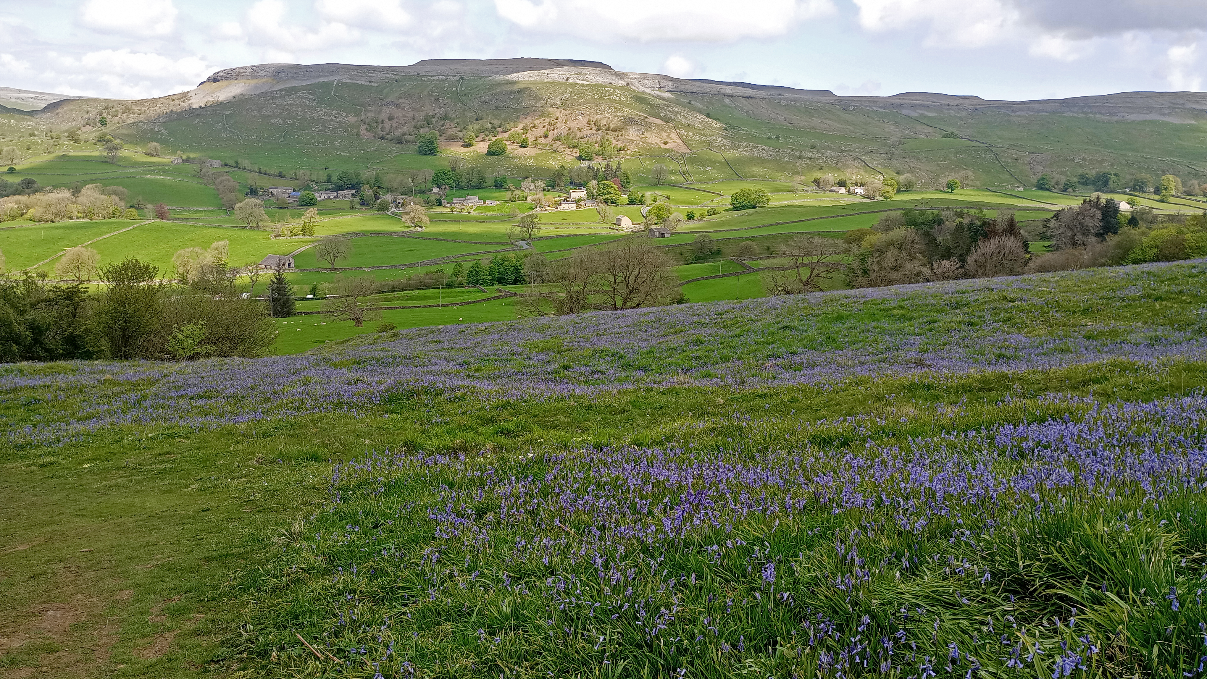 View With Bluebells, Oxenber Wood, 7th May 2024