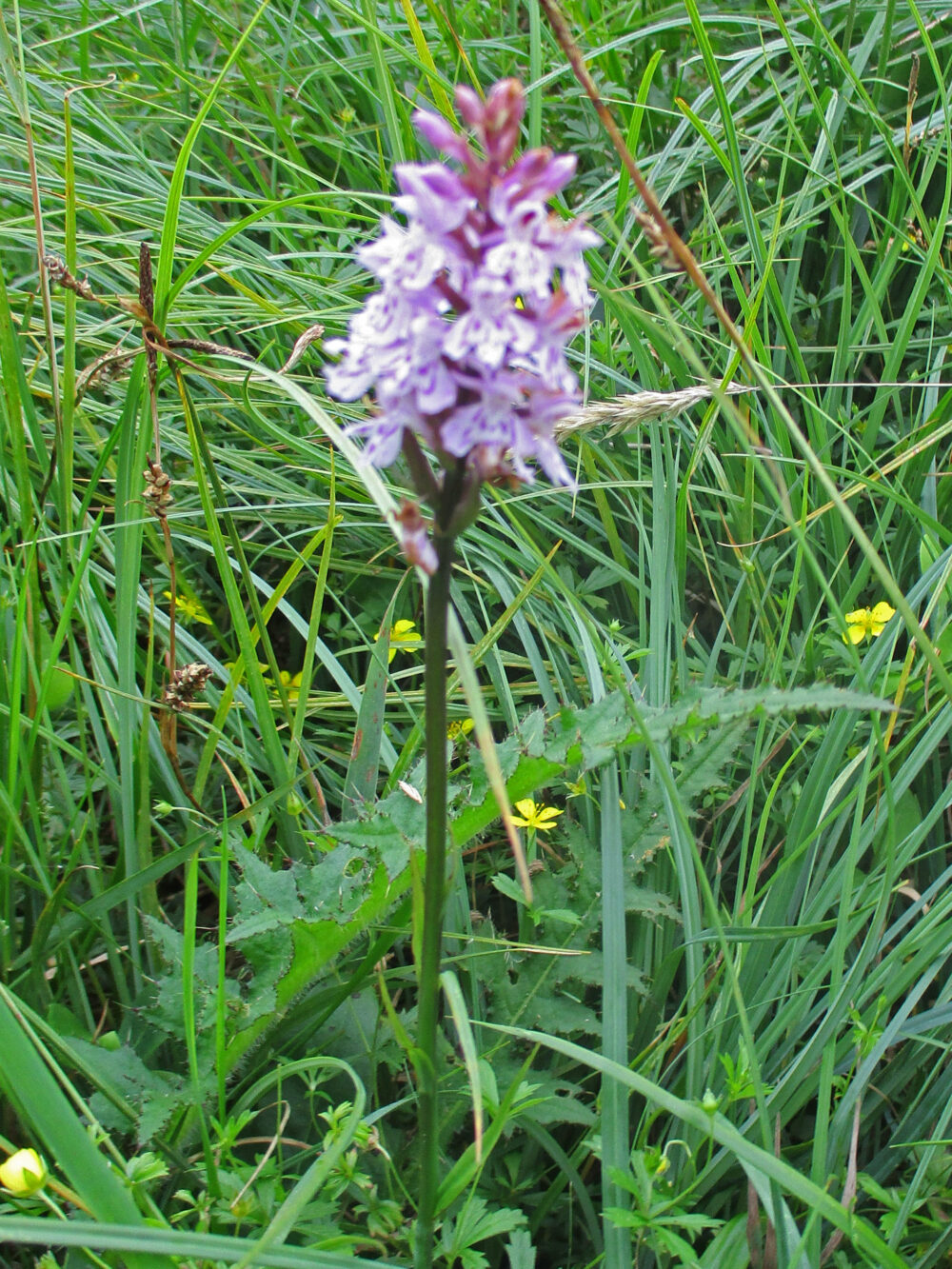 Common Spotted Orchid, 20th July, Fewston