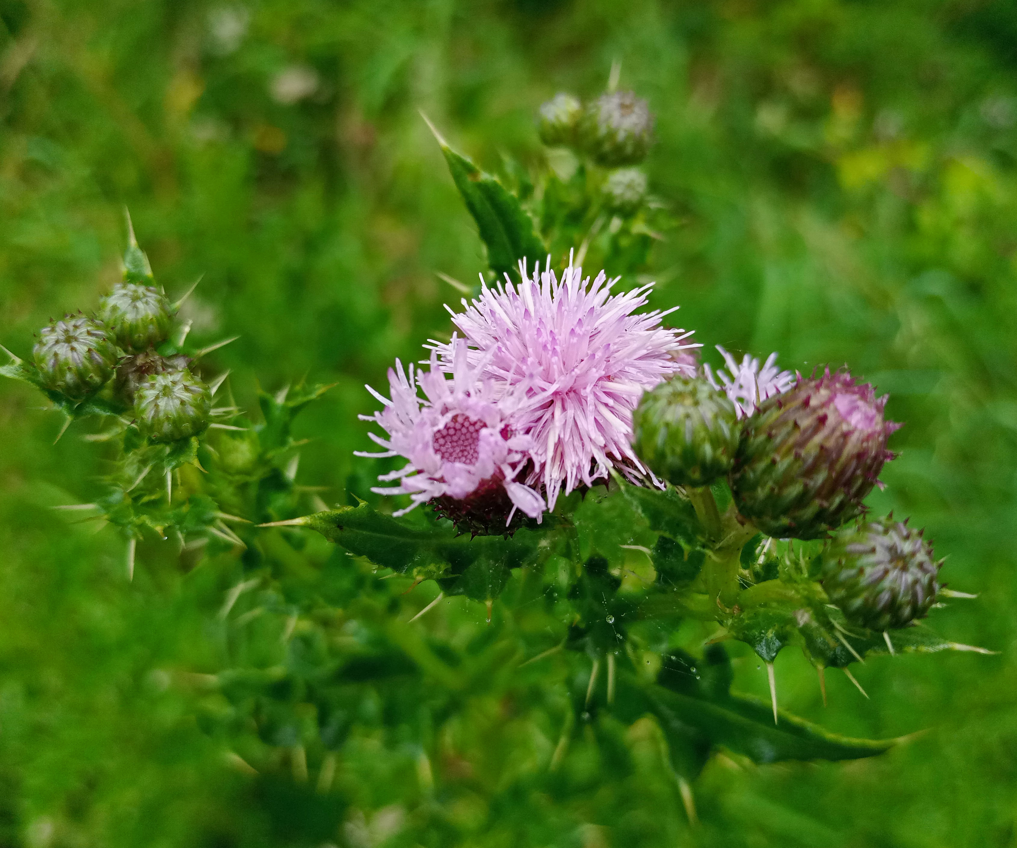 Creeping Thistle, Low Moor Sites, 20th June 2023