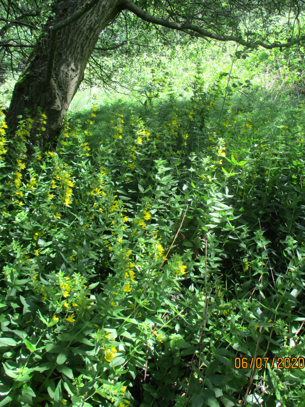 Dotted Loosestrife, 6th July