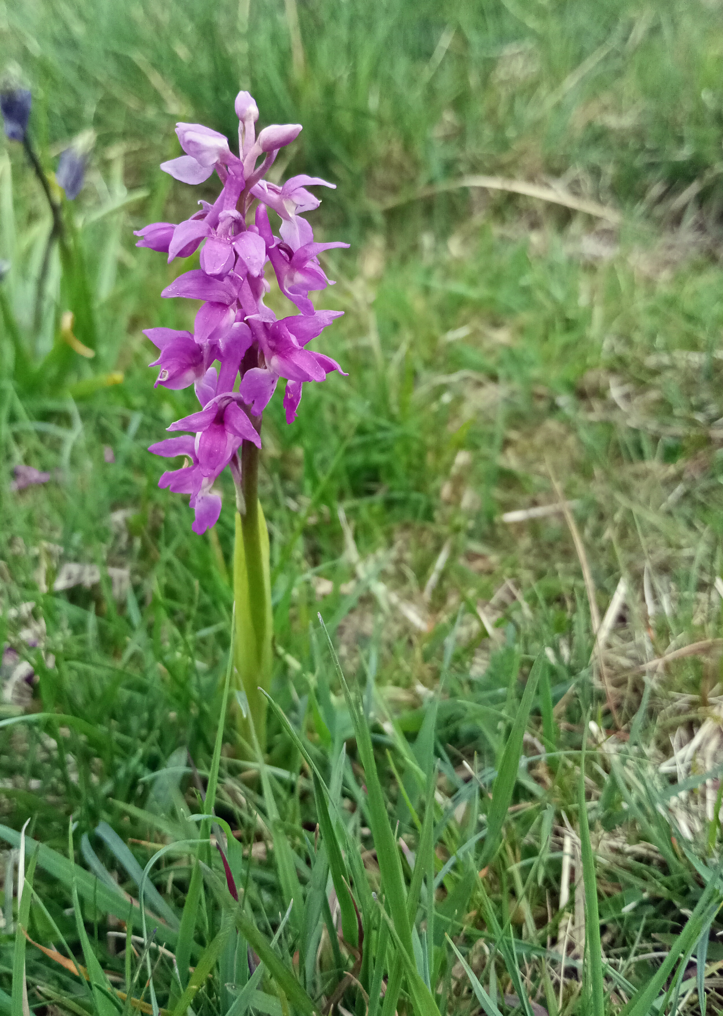 Early Purple Orchid, Oxenber Wood, 7th May 2024