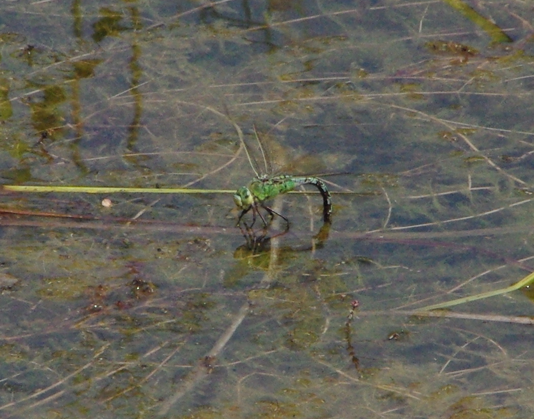 Emperor dragonfly ovipositing